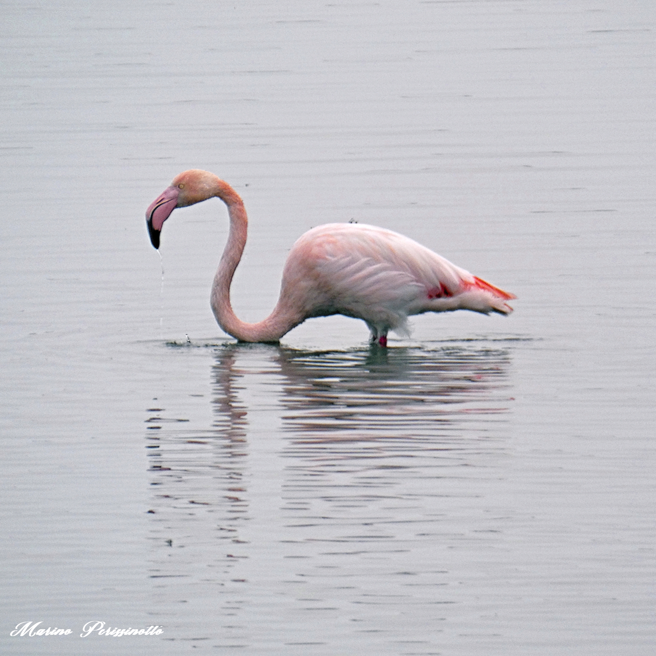 Fenicottero, Valle Dogà, Laguna di Venezia