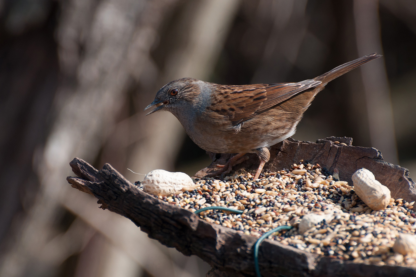 Thank goodness they give us to eat ... or else ...