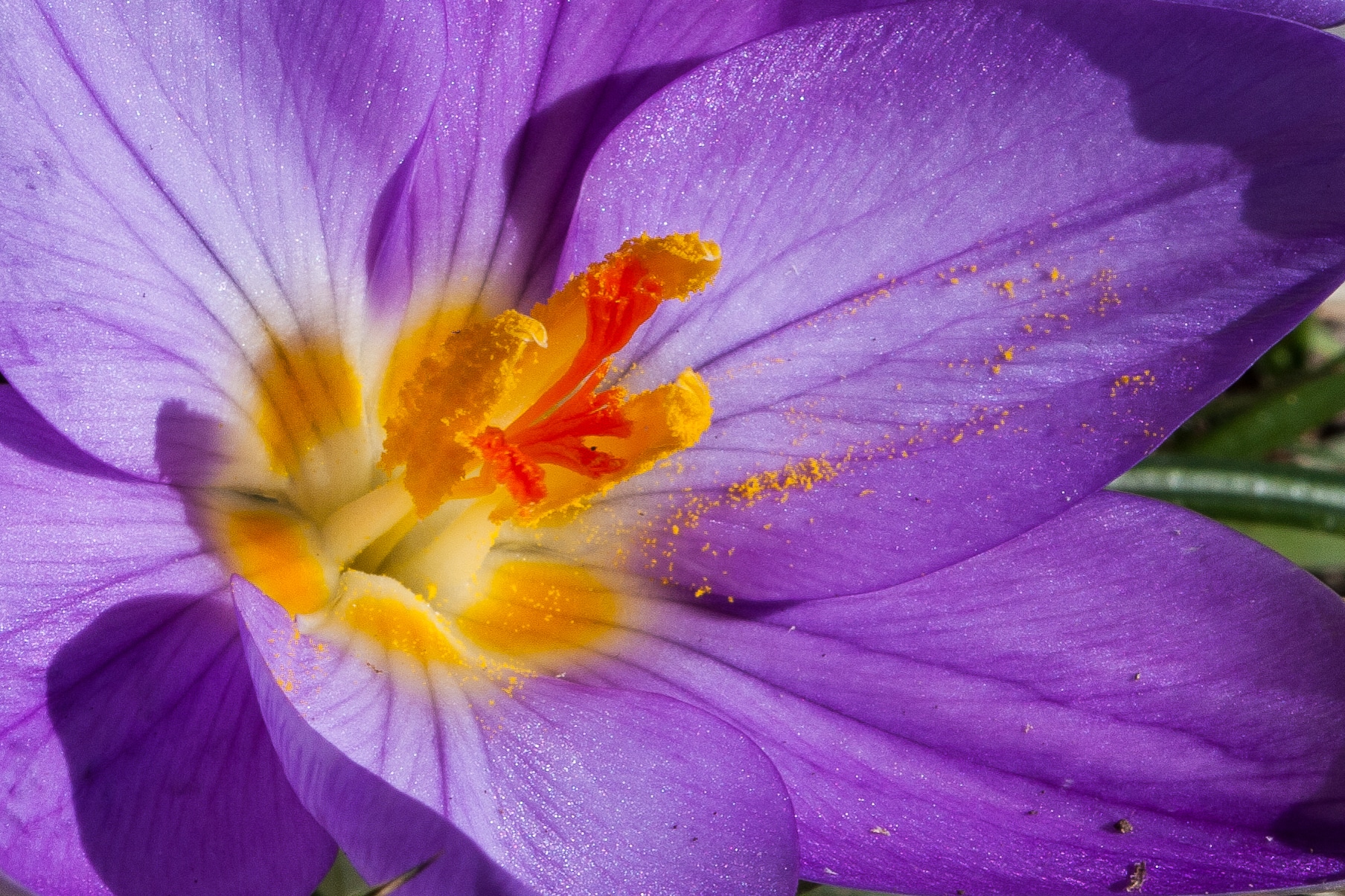 Crocus sp.