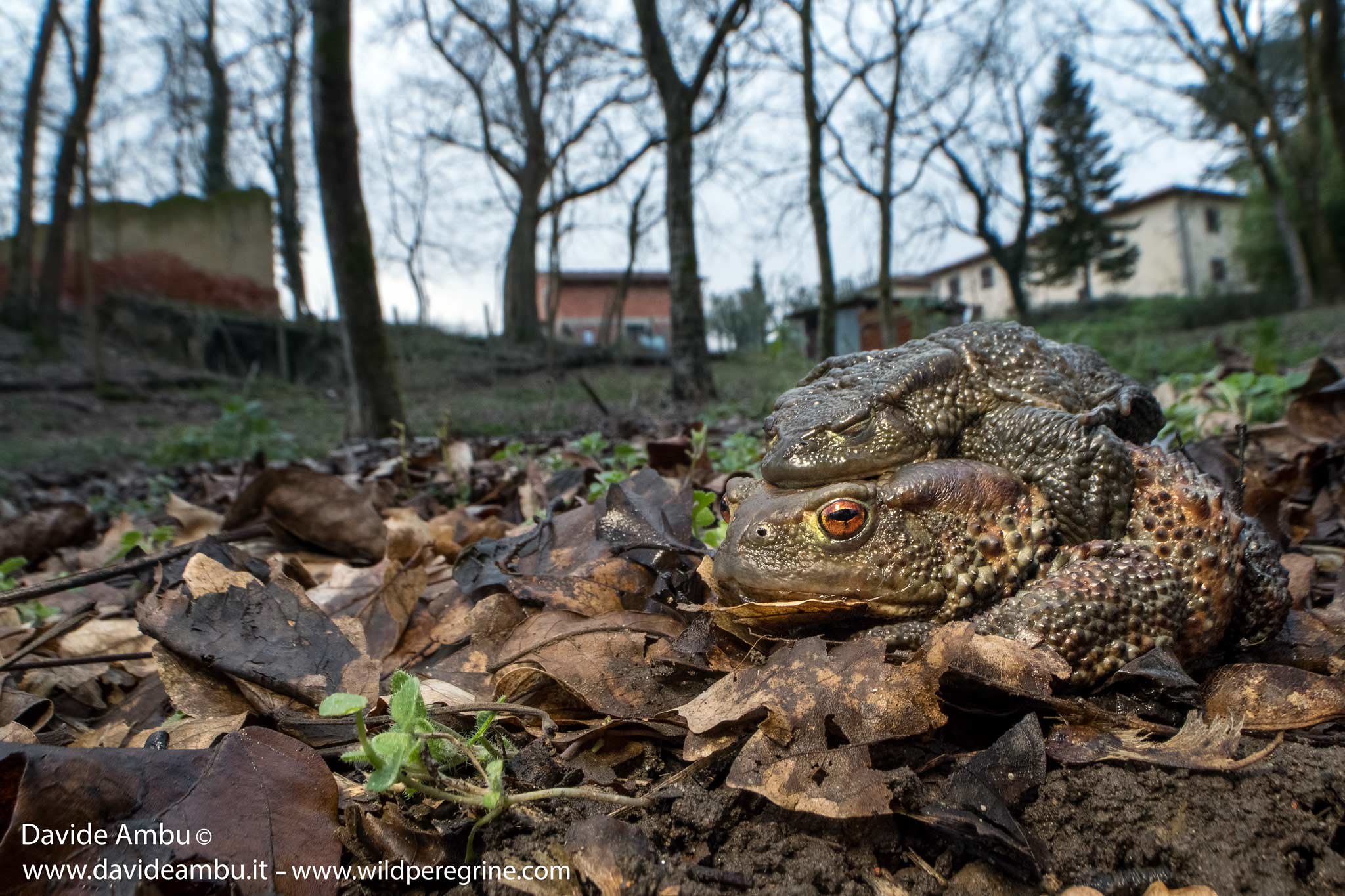 MATING TOADS