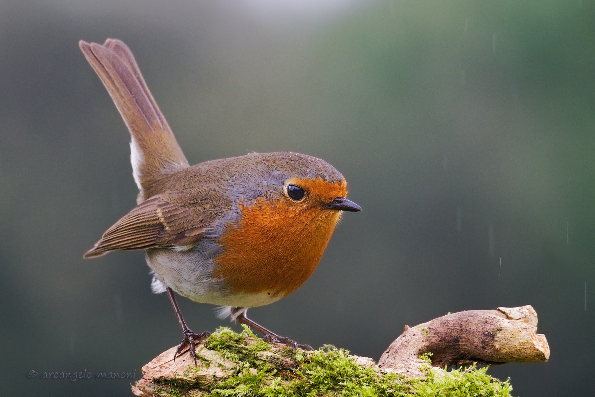 Goccioline di pioggia su Robin