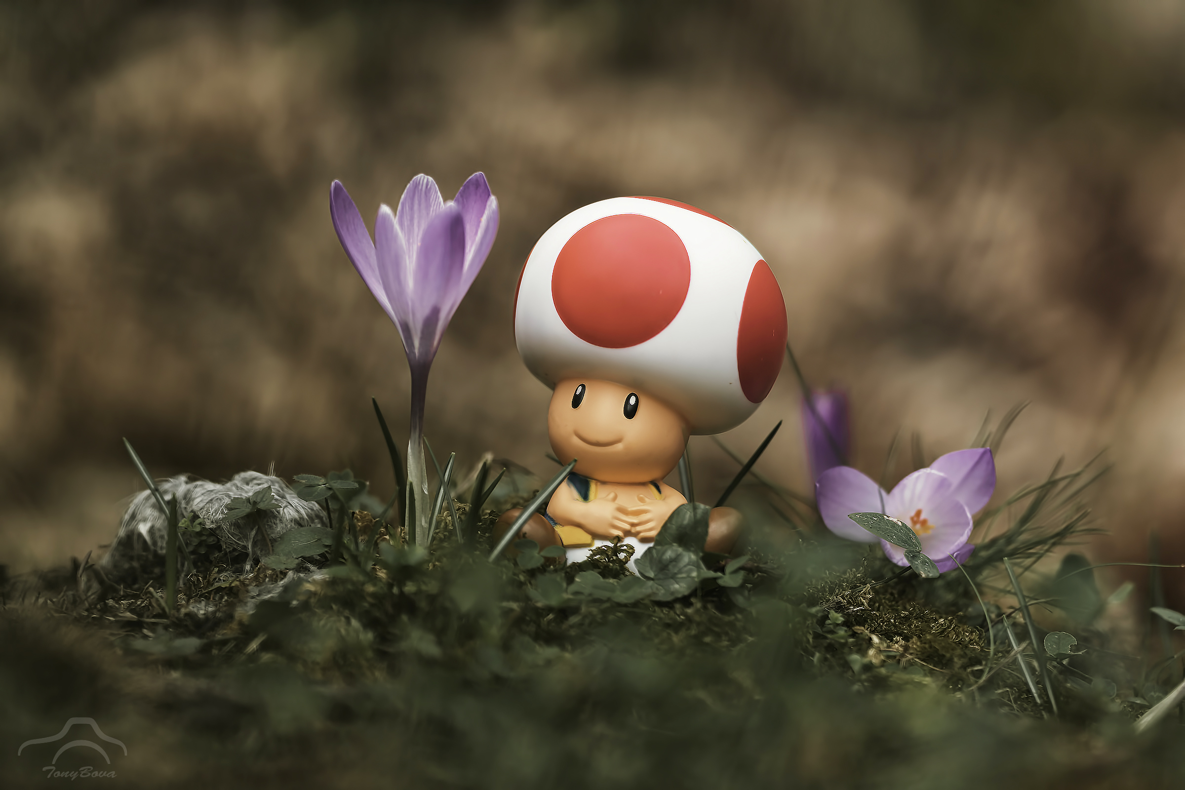Toad e i suoi Crocus