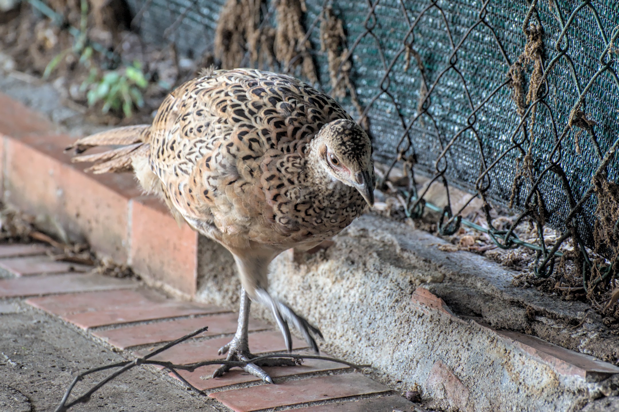 La fagiana torna dal bar