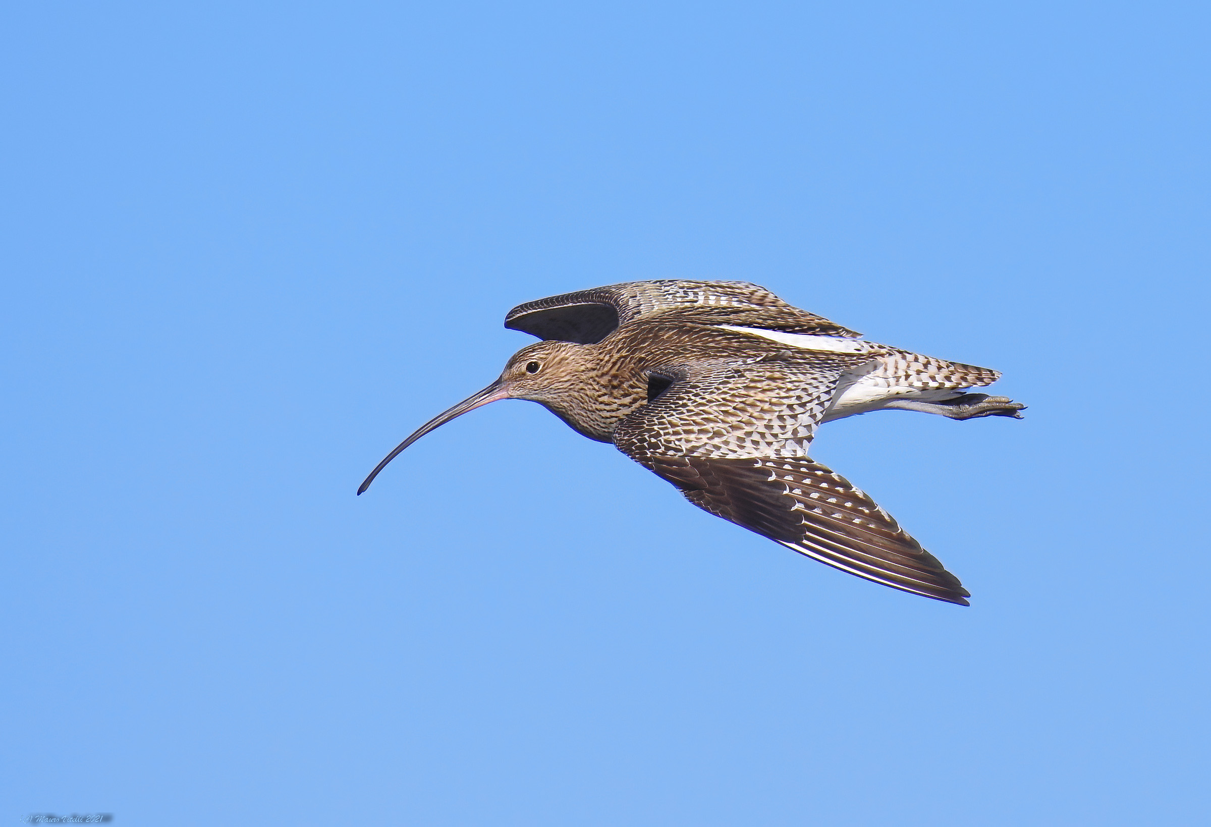 Chiurlo major (Numenius arquata)