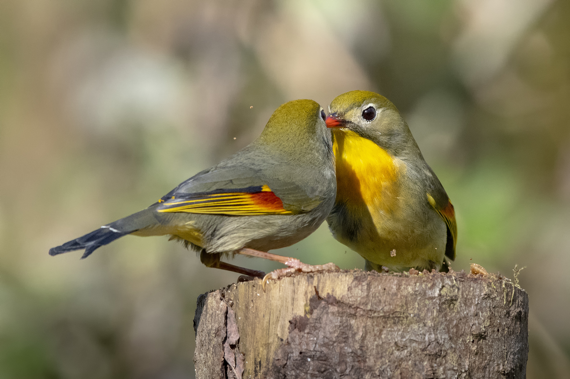 Lotta tra usignoli del giappone