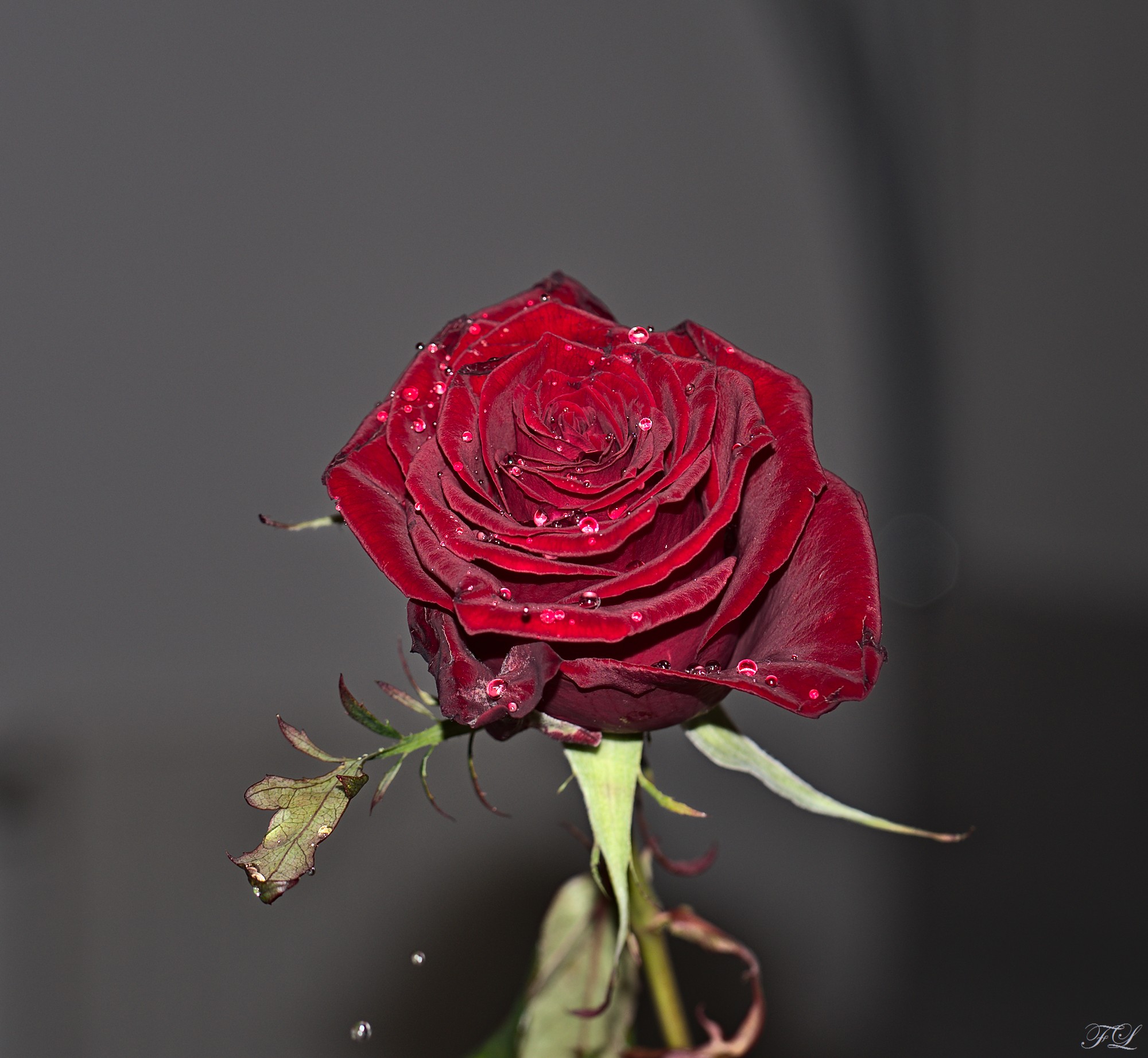 Untitled Photo
