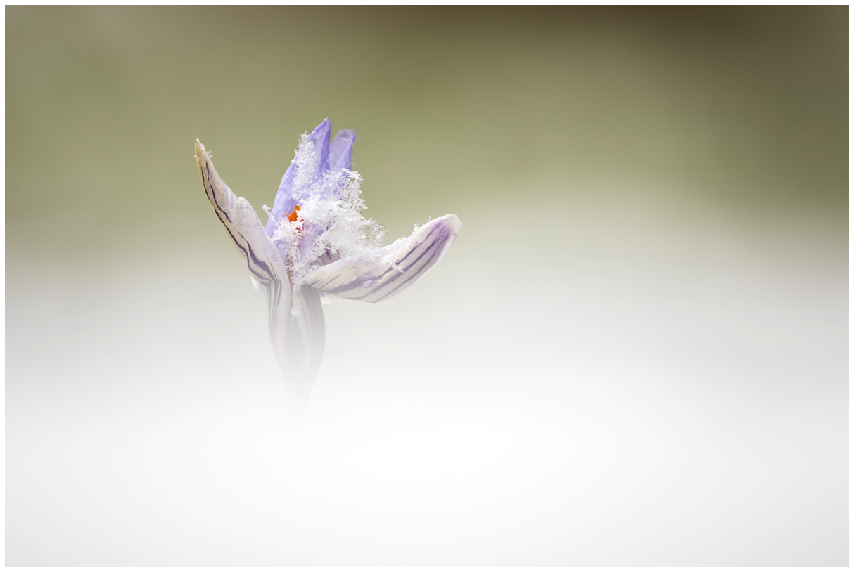 under a snowfall (crocus)