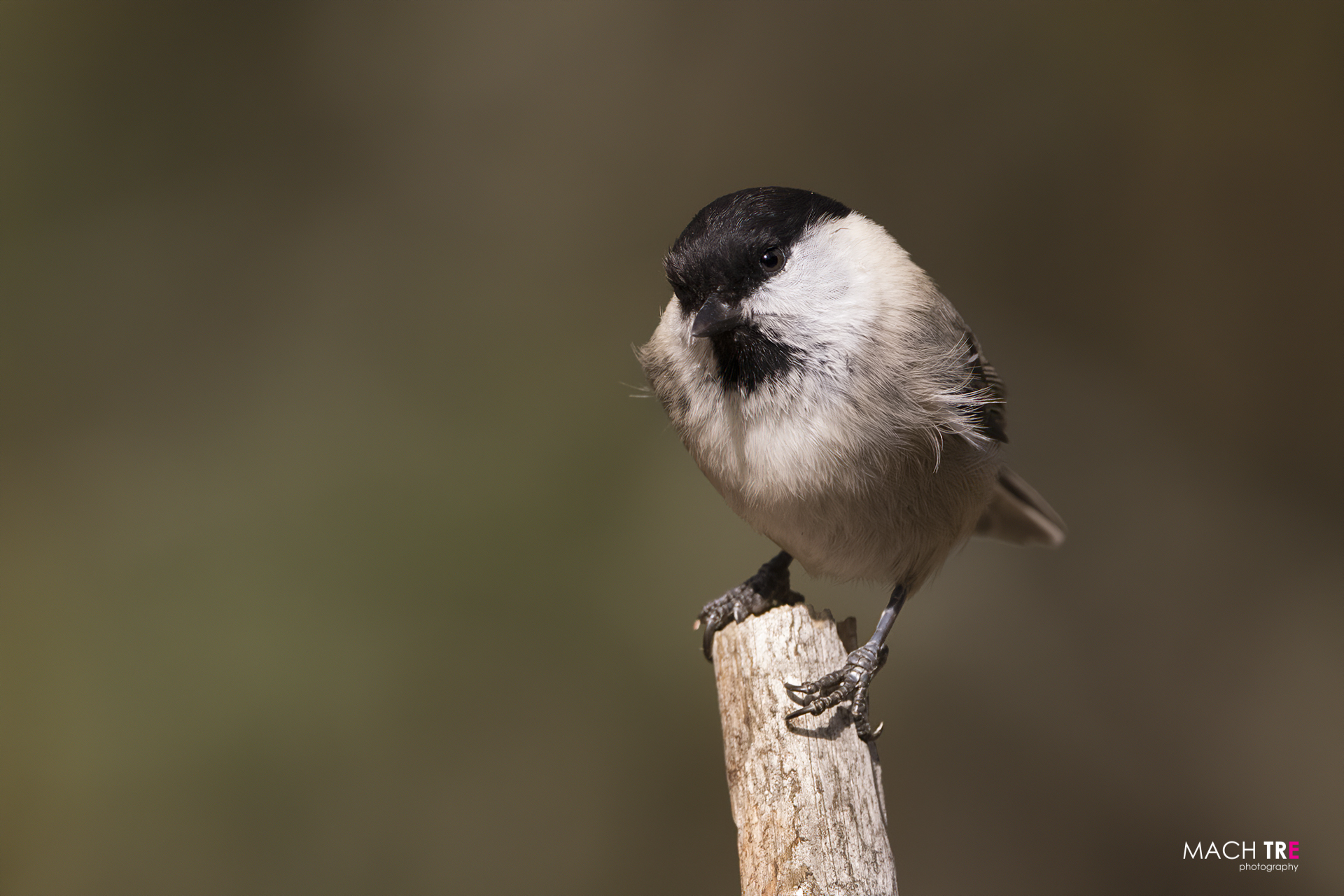 Cincia bigia (Poecile palustris)