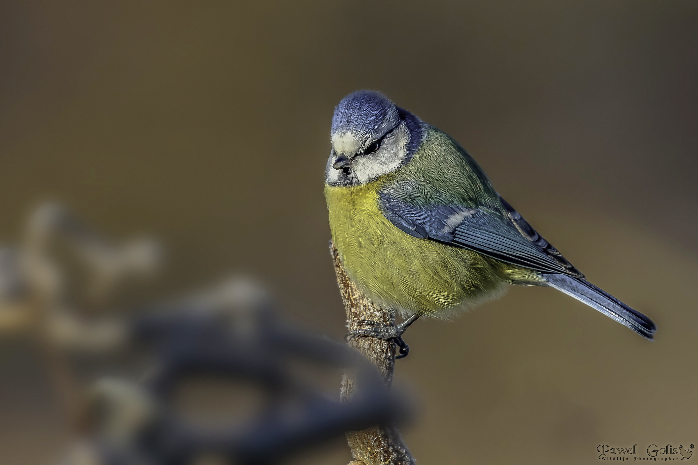 Eurasian blue tit (Cyanistes caeruleus)