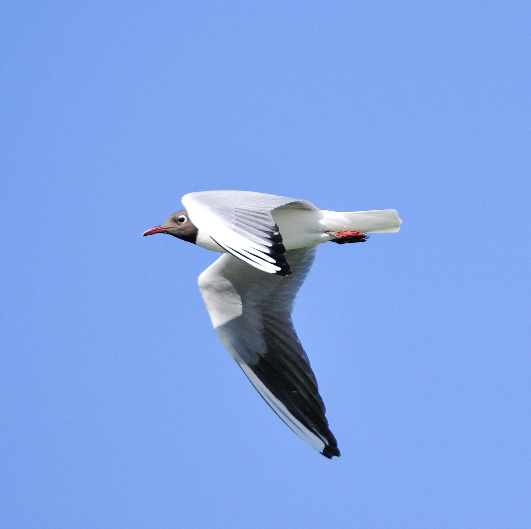 Fly