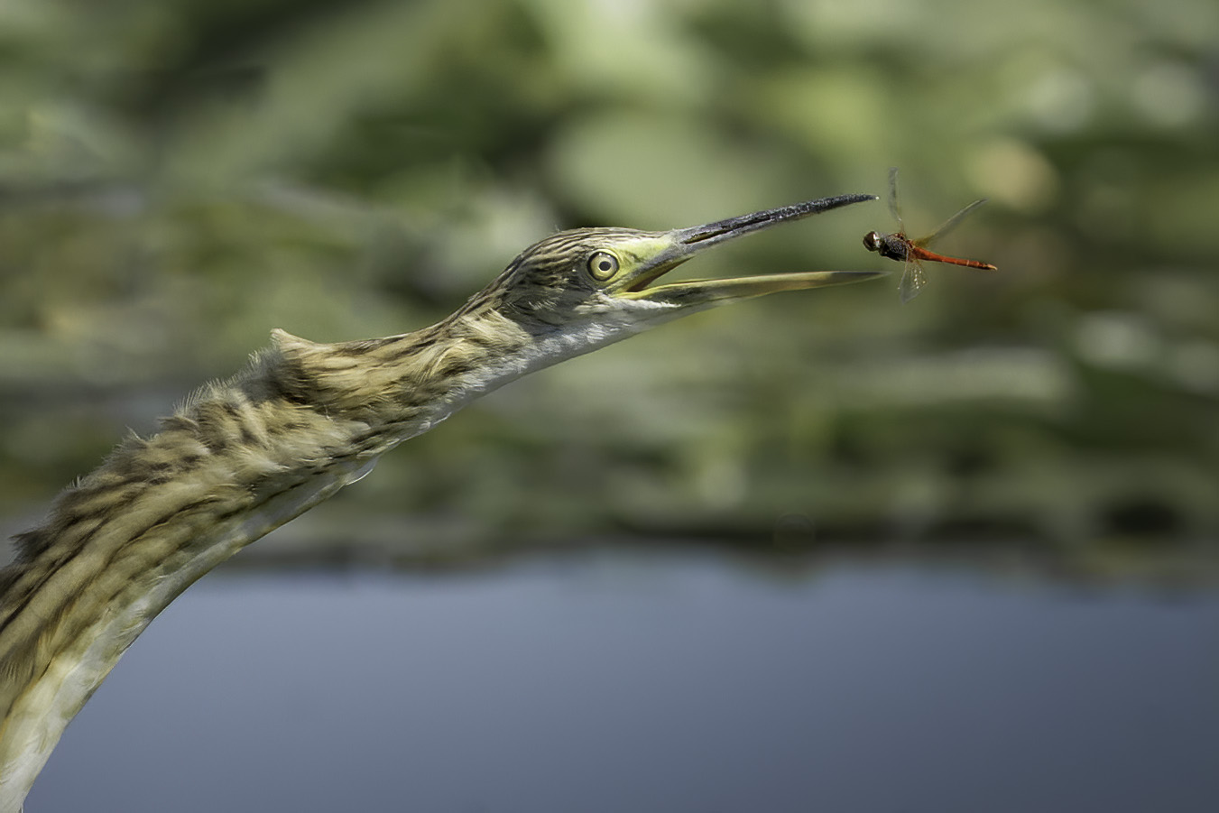 The sgarza and the dragonfly..