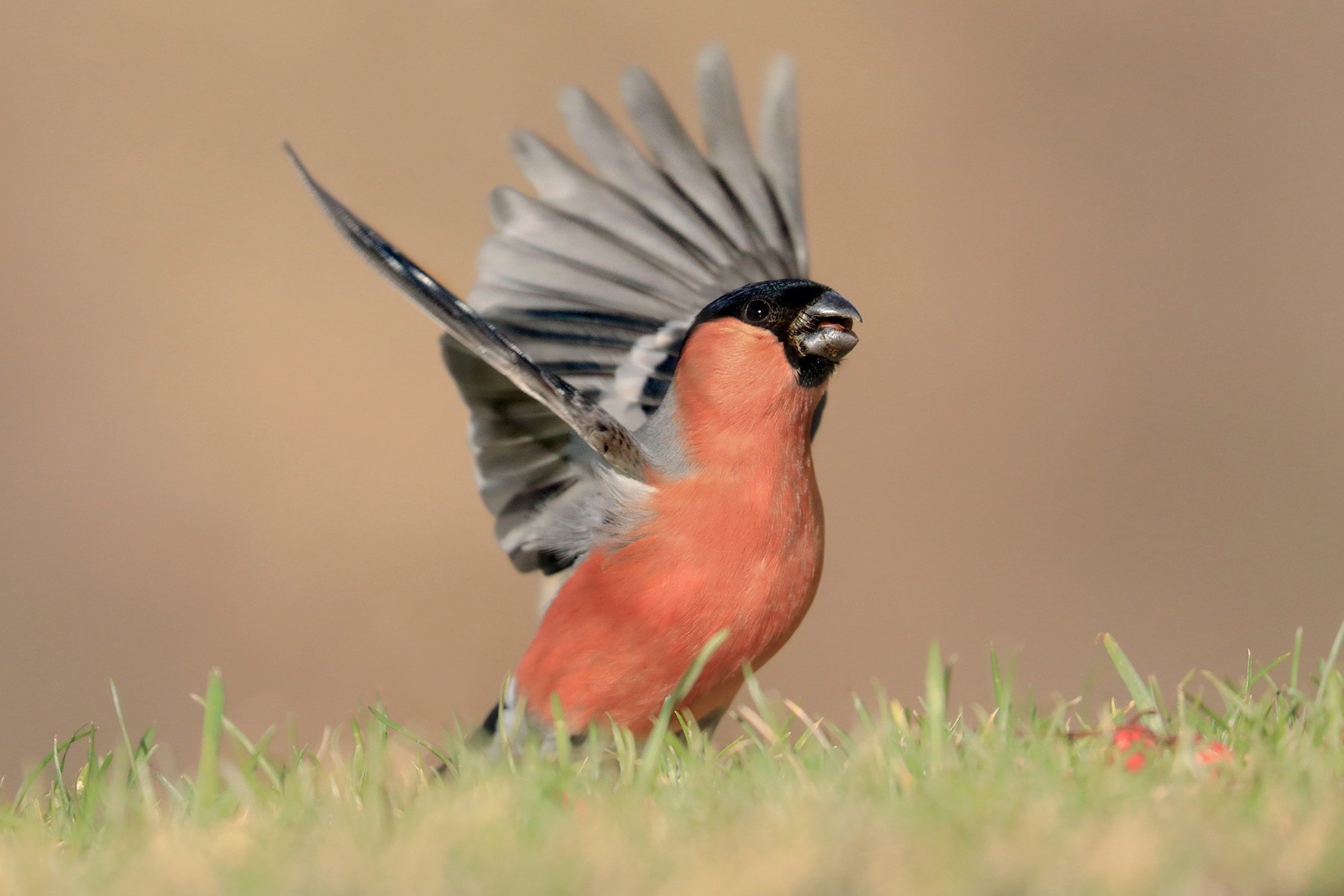 uno sbatter d'ali, ciuffolotto