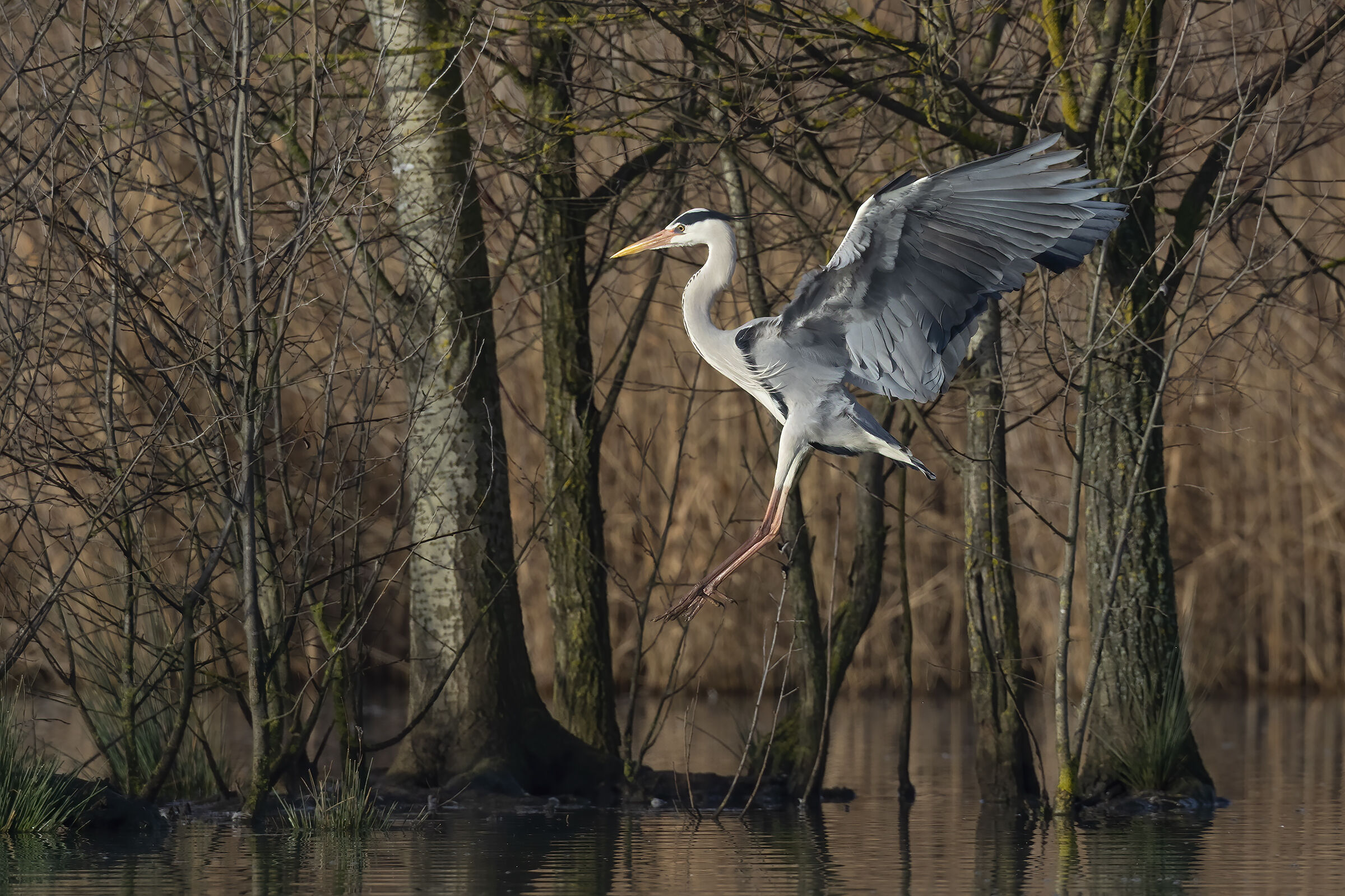 Boeing 777-2 4X-ECF landing