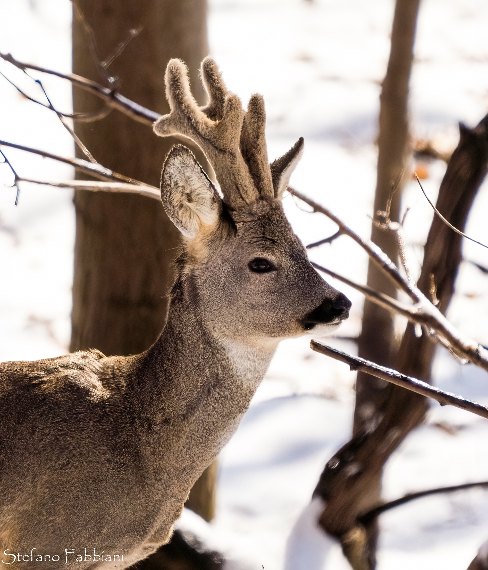 Roe deer in the snow 4