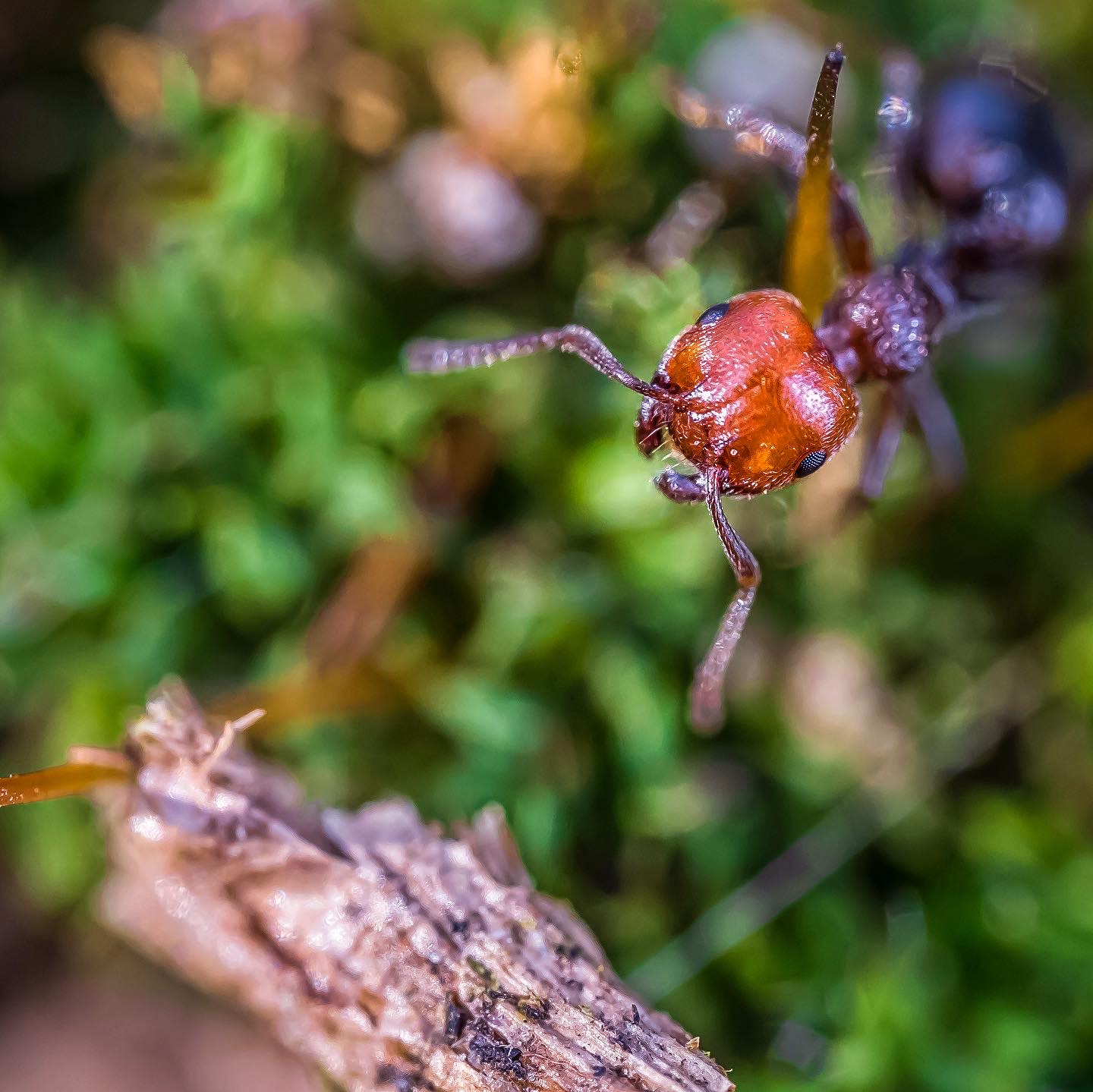 Ant