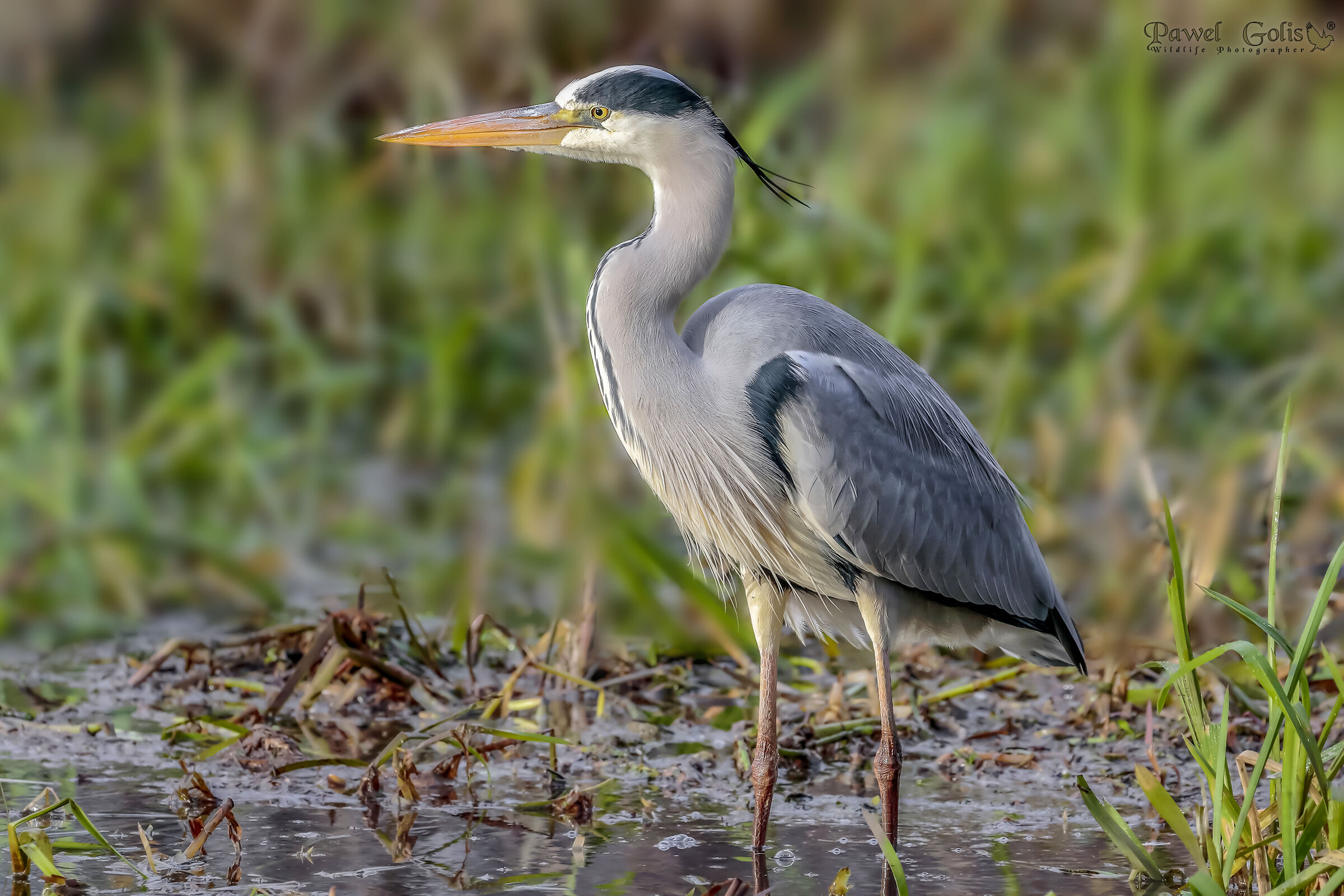 Grey heron (Ardea cinerea)