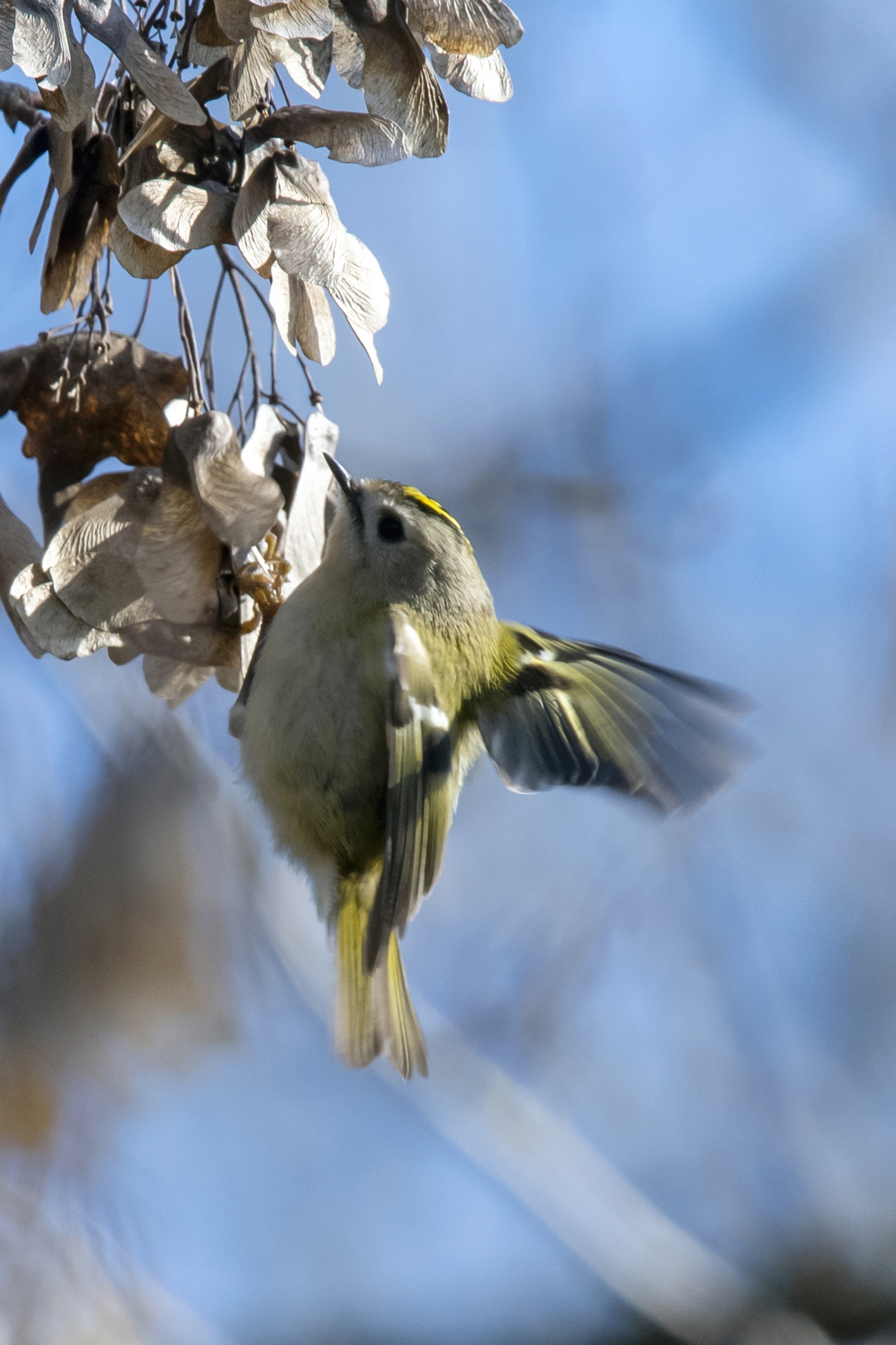 Alla ricerca di cibo