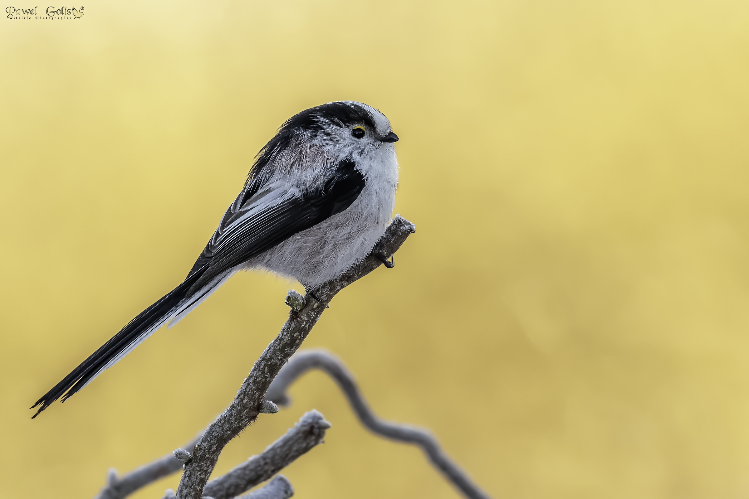 Bushtit dalla coda lunga (Aegithalos caudatus)