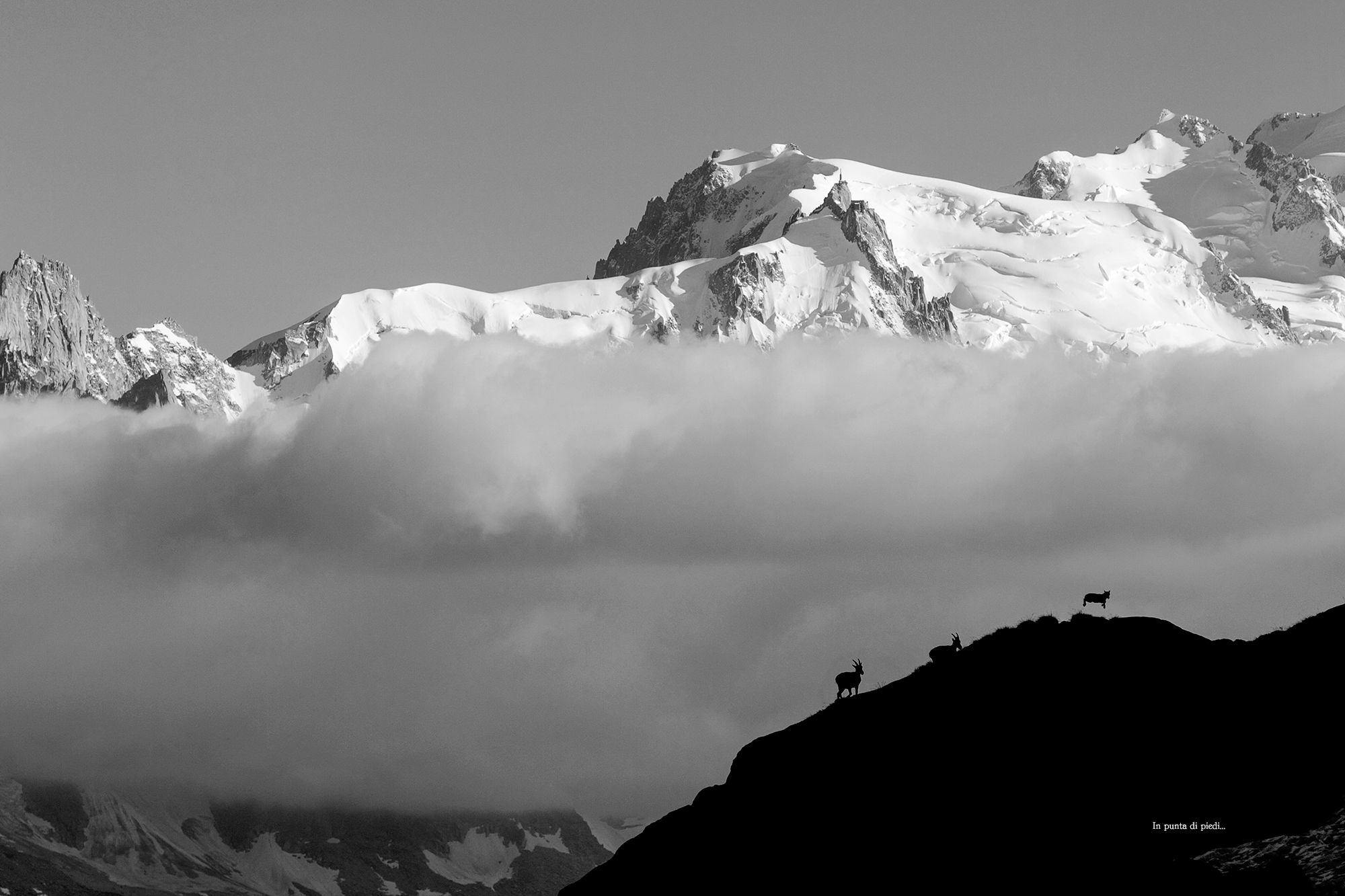 La Nurserie du Mont Blanc…