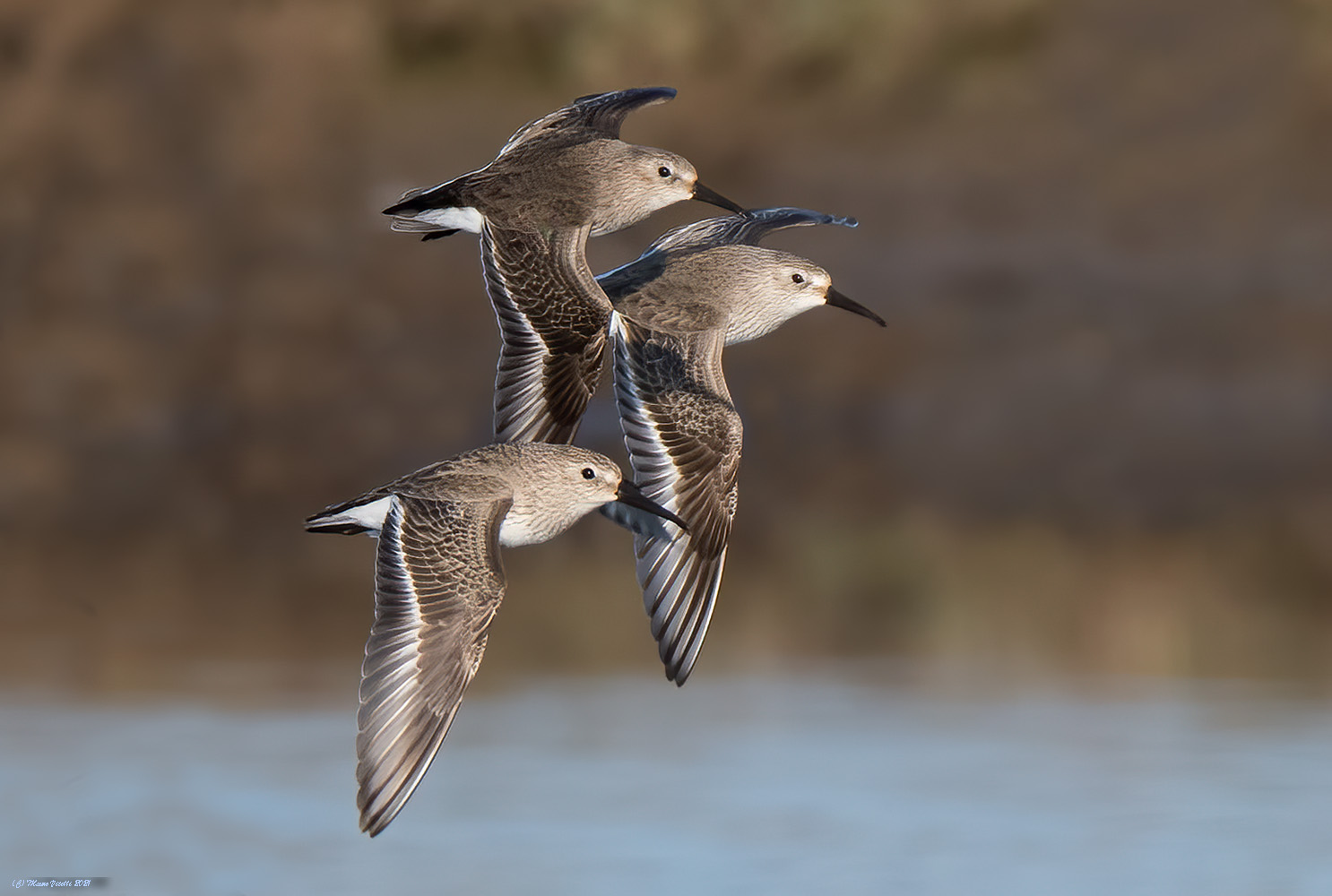 The Turn of the Piovanelli (Calidris ferruginea)