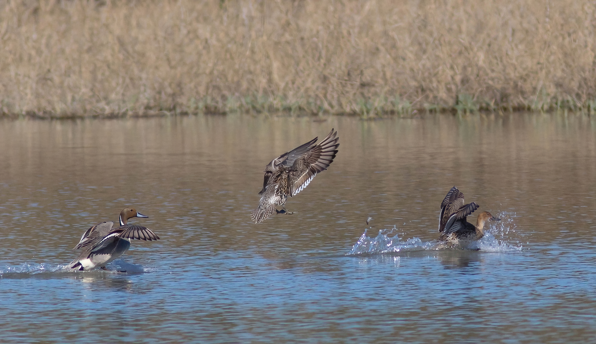 The pardons have arrived