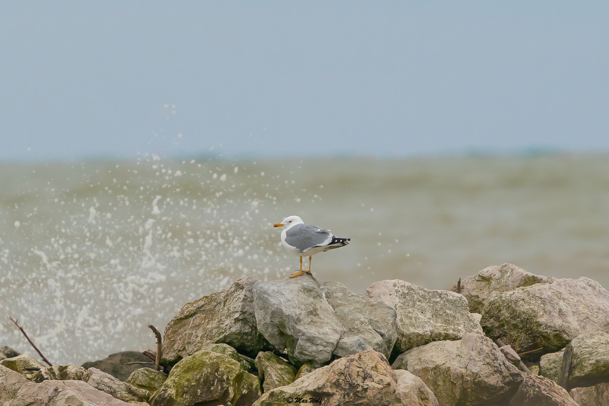 Seagull on rock