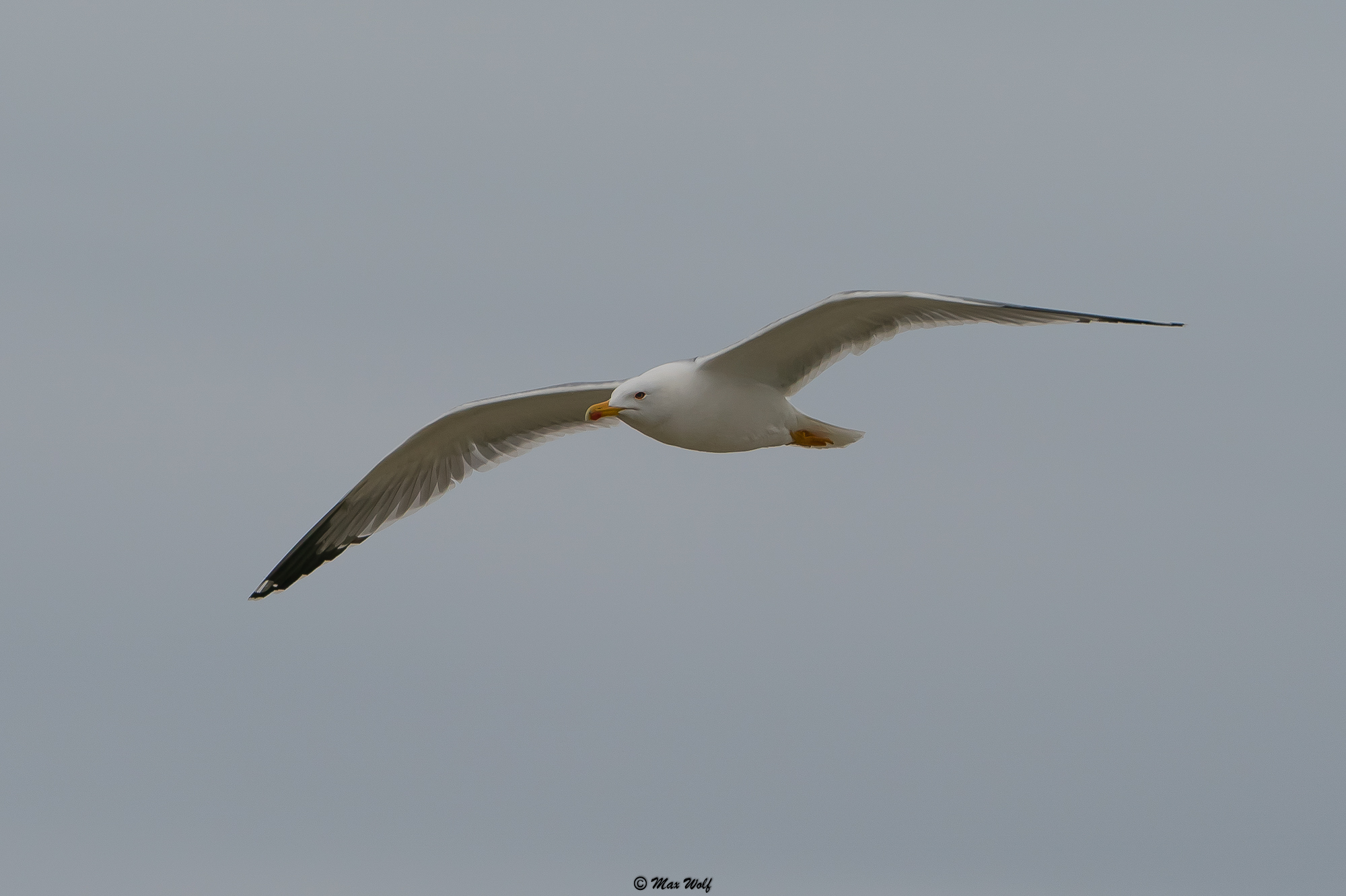 Seagull in flight