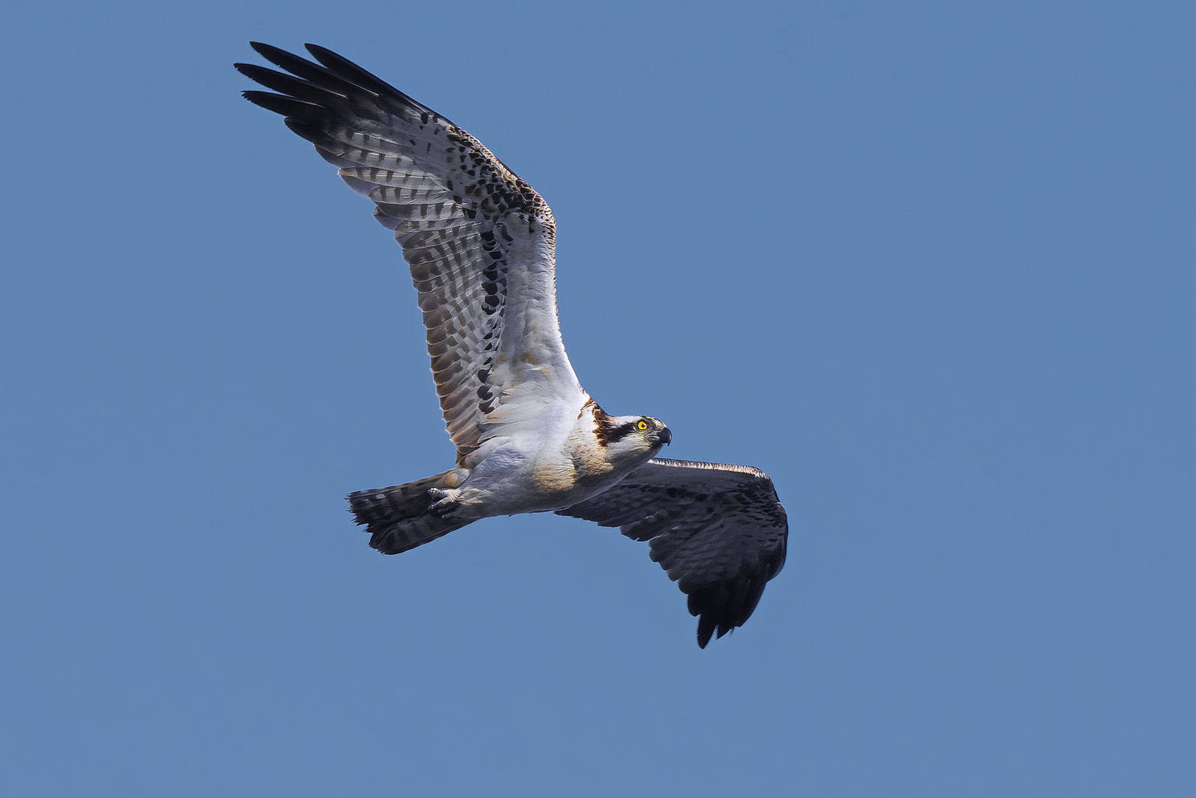 Osprey (Pandion haliaetus)