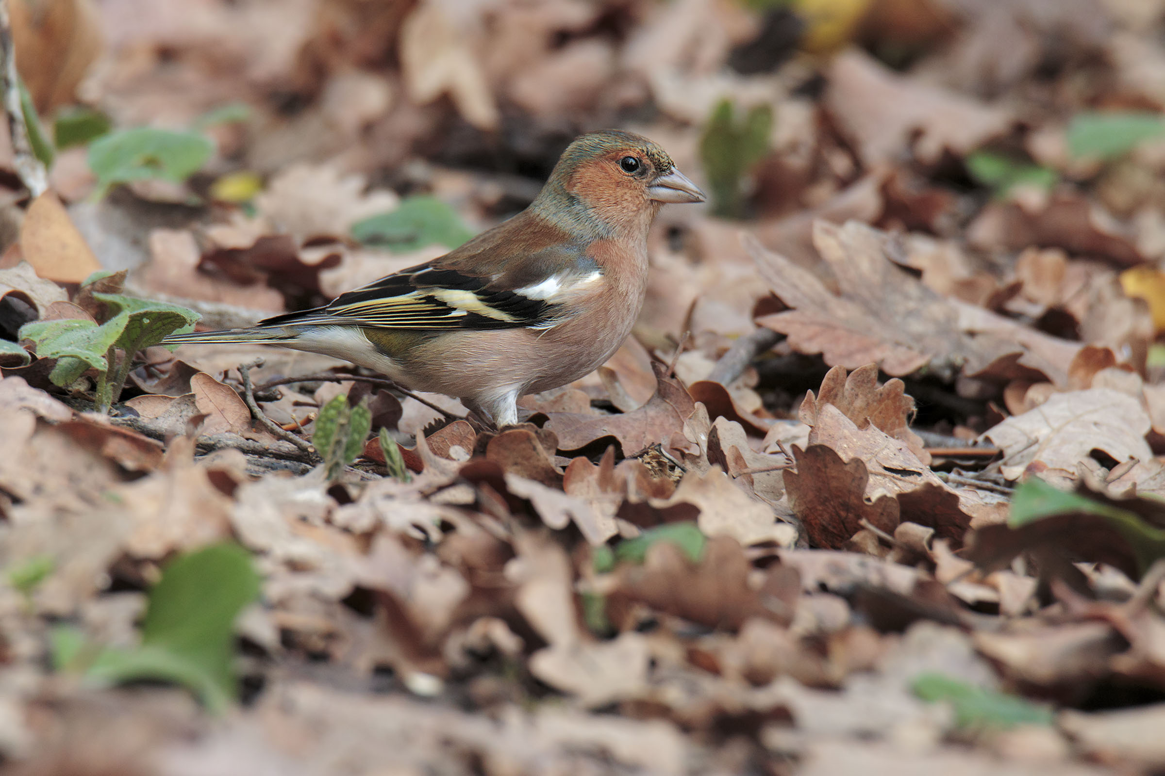Il mimetismo del fringuello