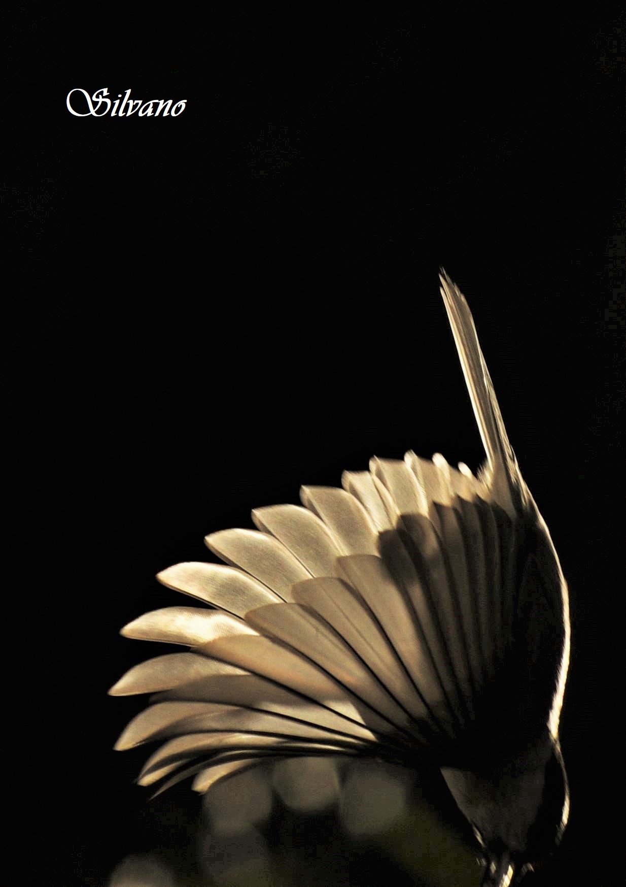 il fiore di cinciallegra