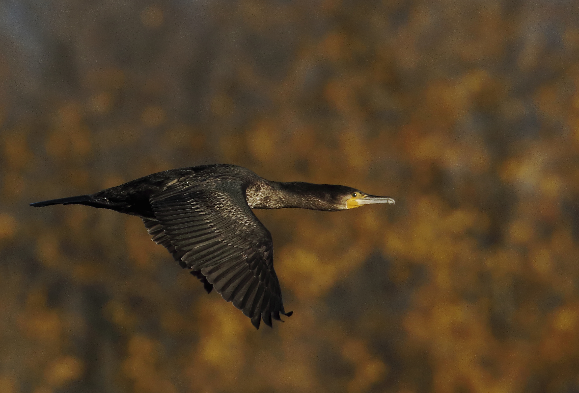 Cormorant
