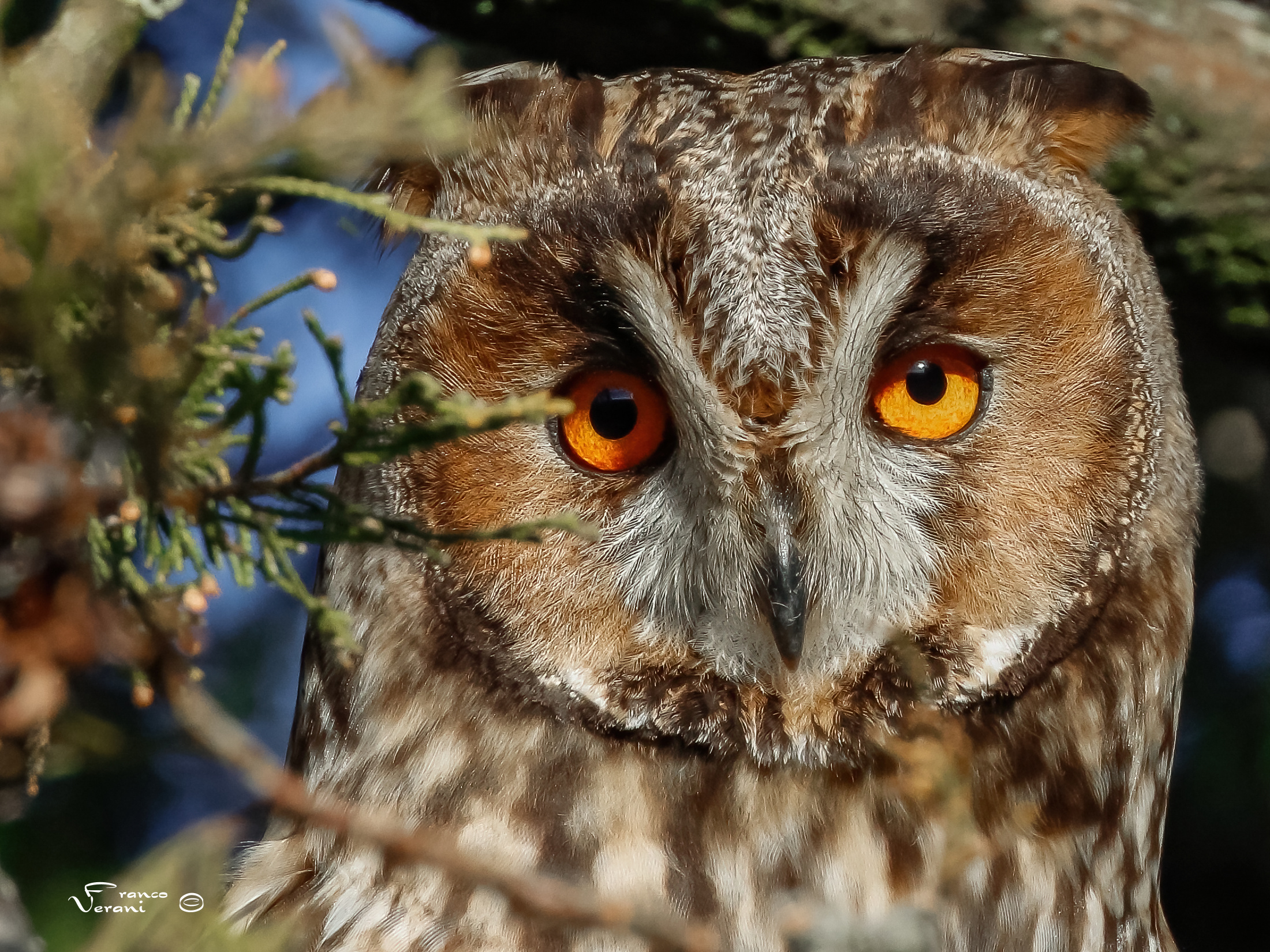 Common Owl