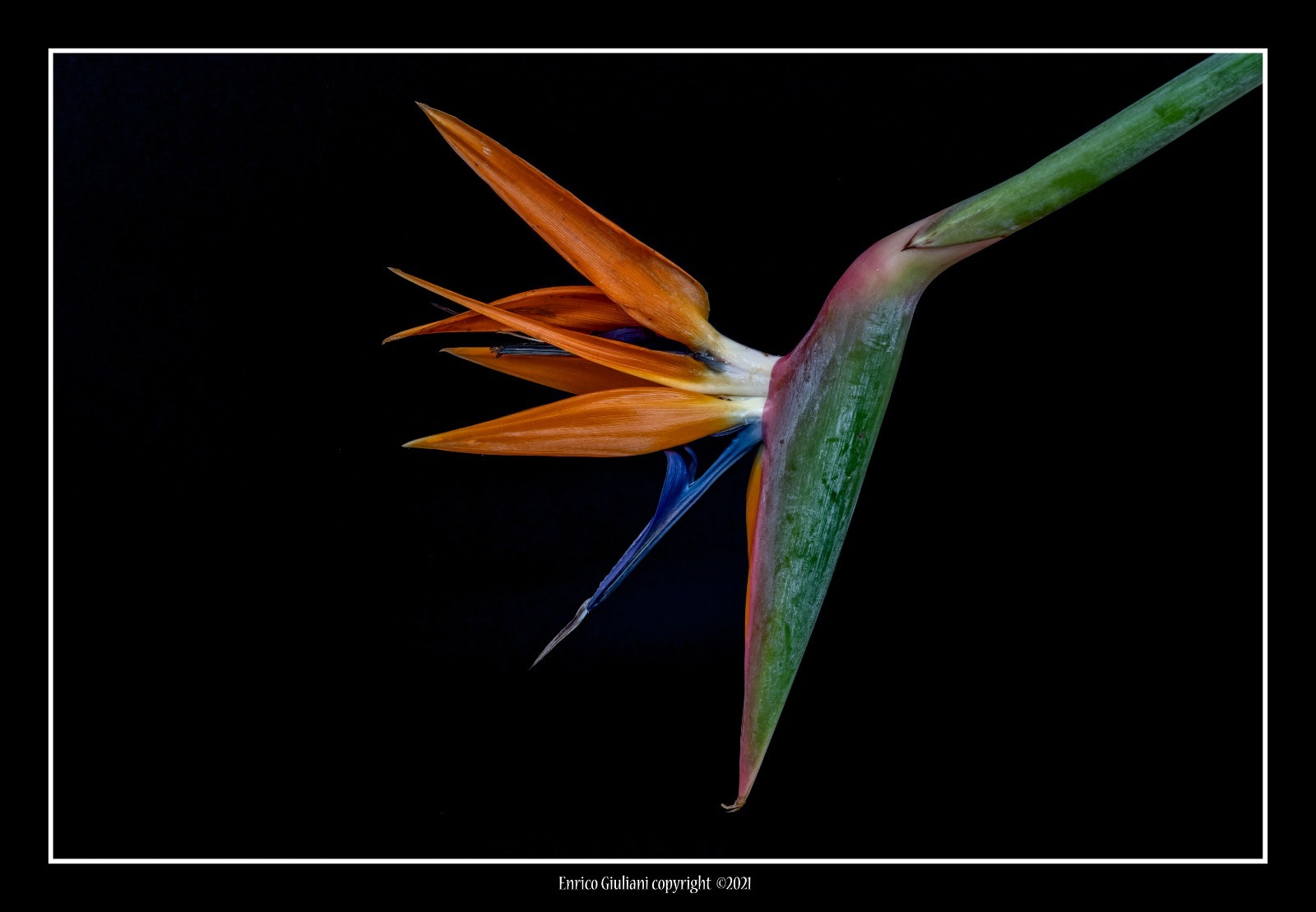 Strelitzia