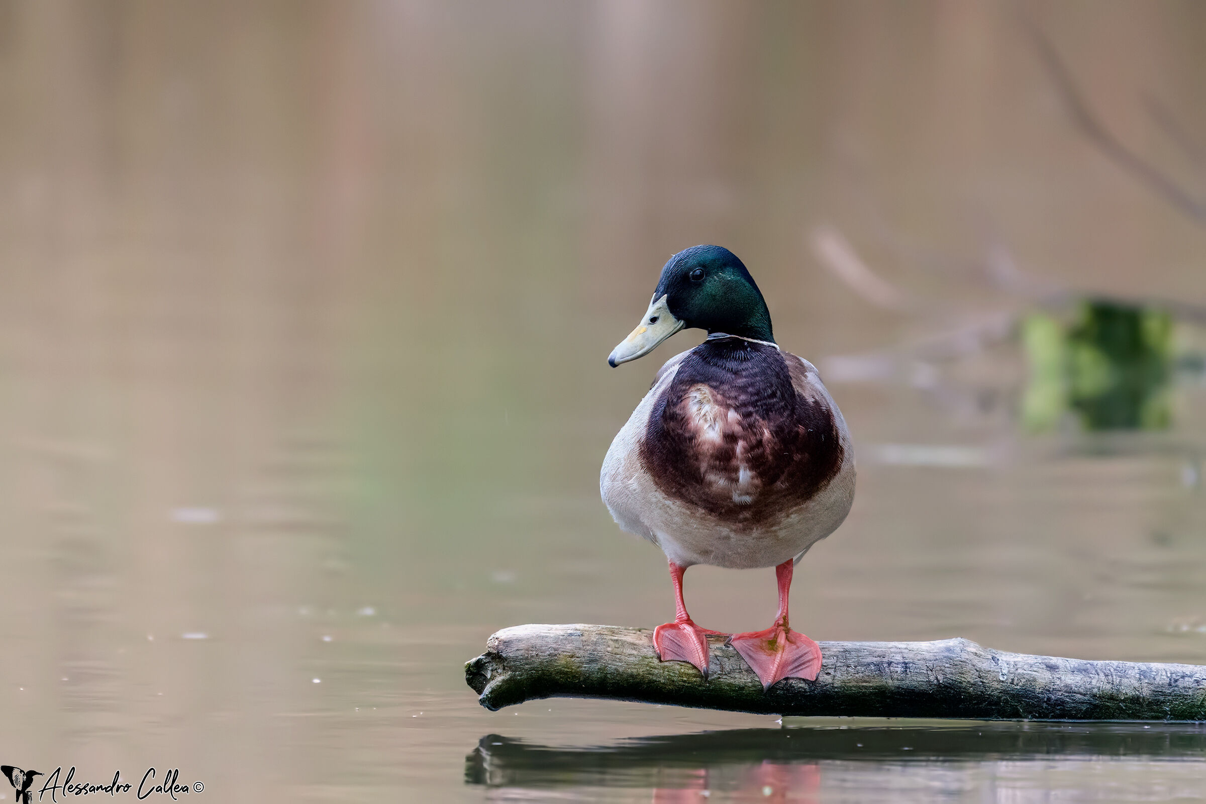 Contemplando il paesaggio