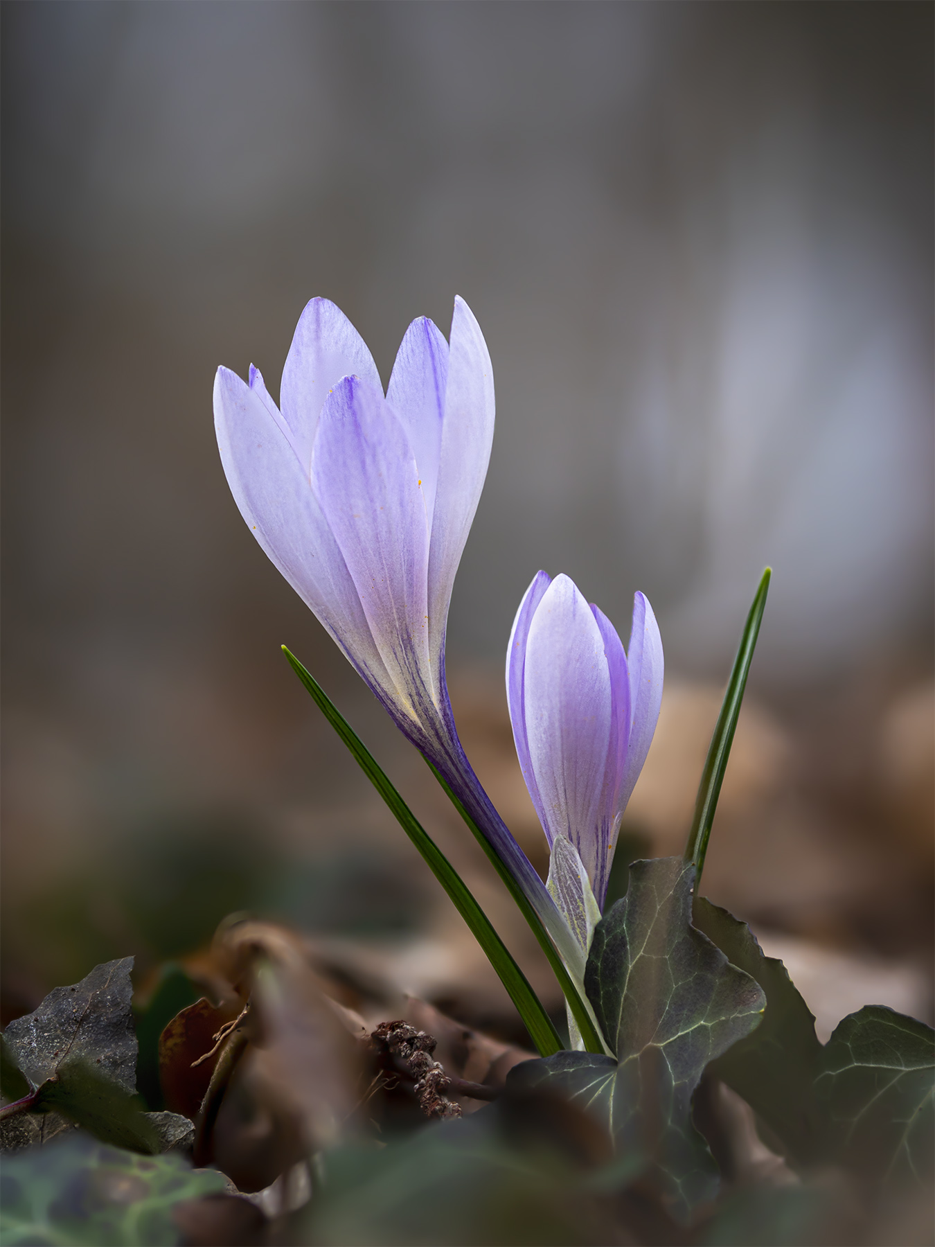 Crocus neglectus