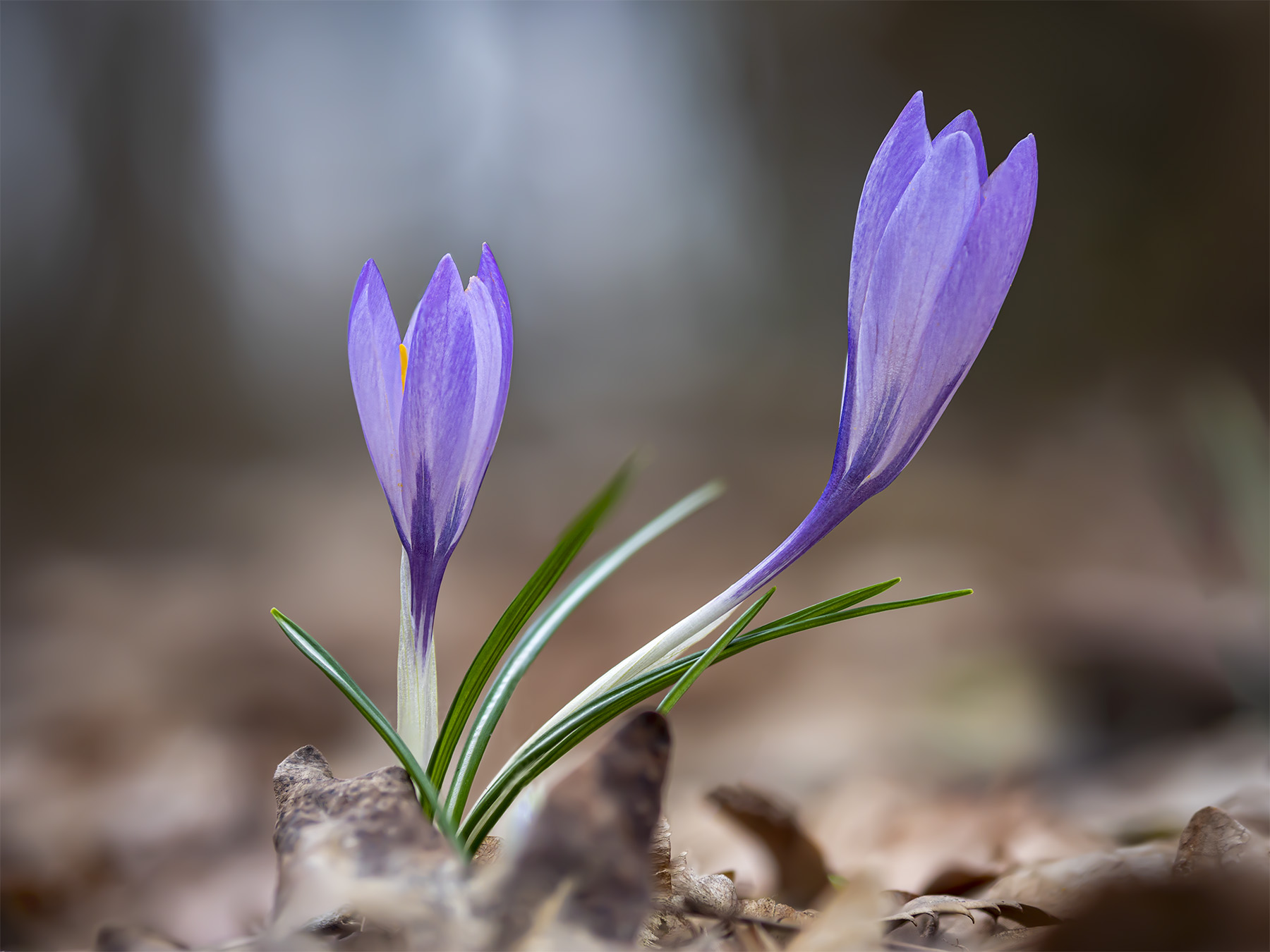 Crocus neglectus 2