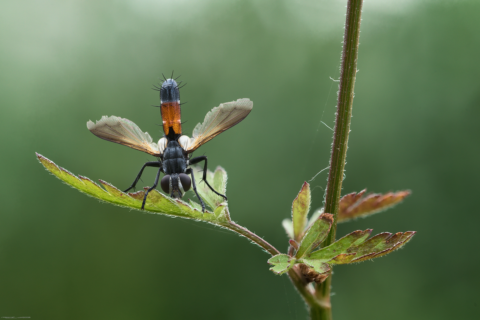 Hymenoptera