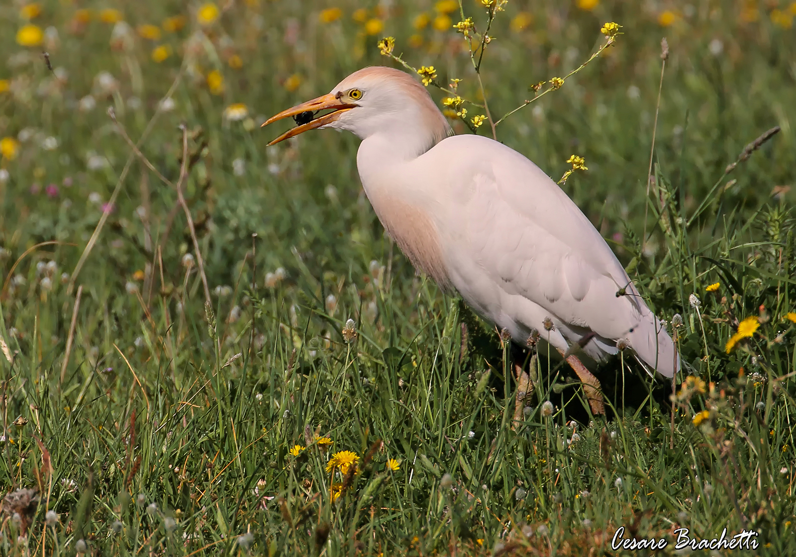 airone guardabuoi con preda