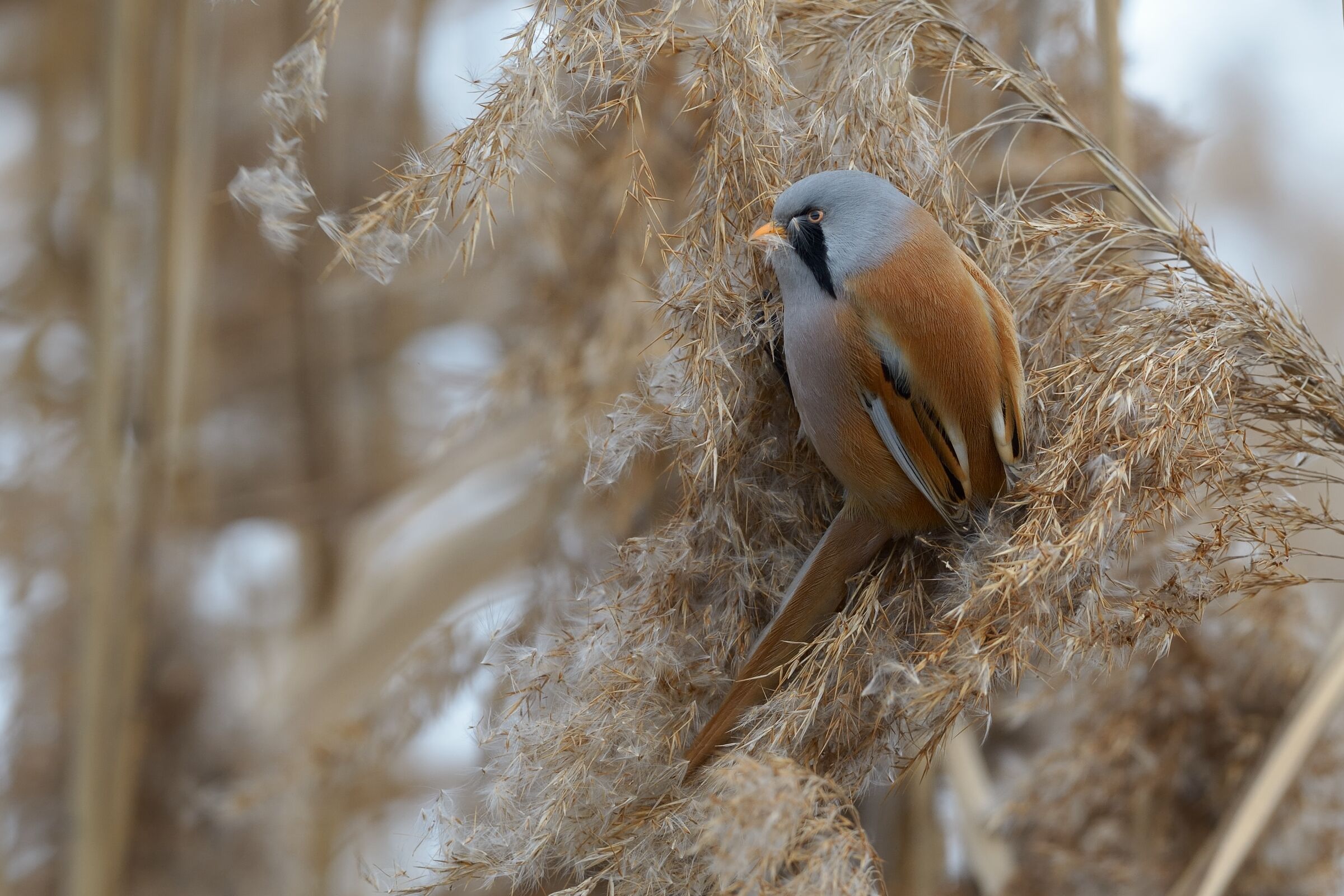 Basettino (Panurus biarmicus)