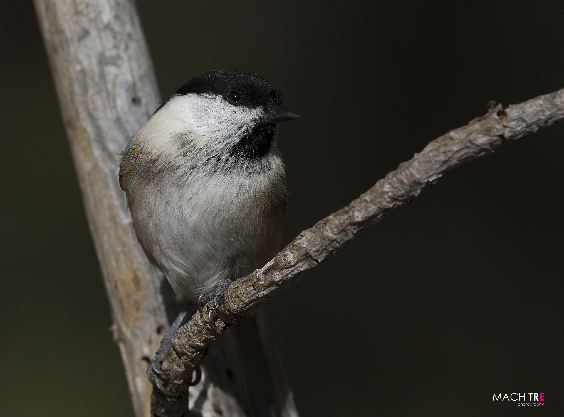 Cincia bigia (Poecile palustris)