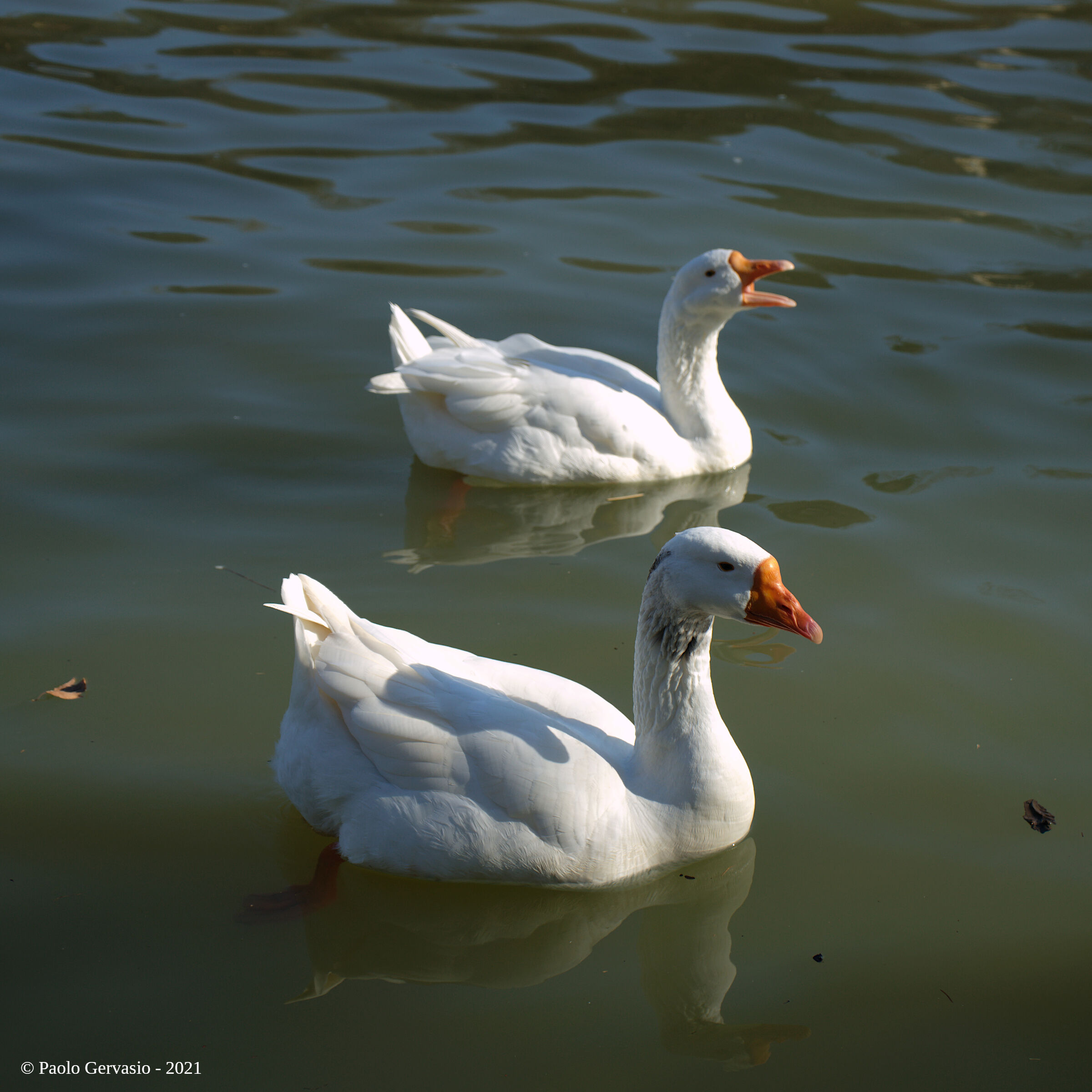 Better to be with your beak closed, than to speak in vain