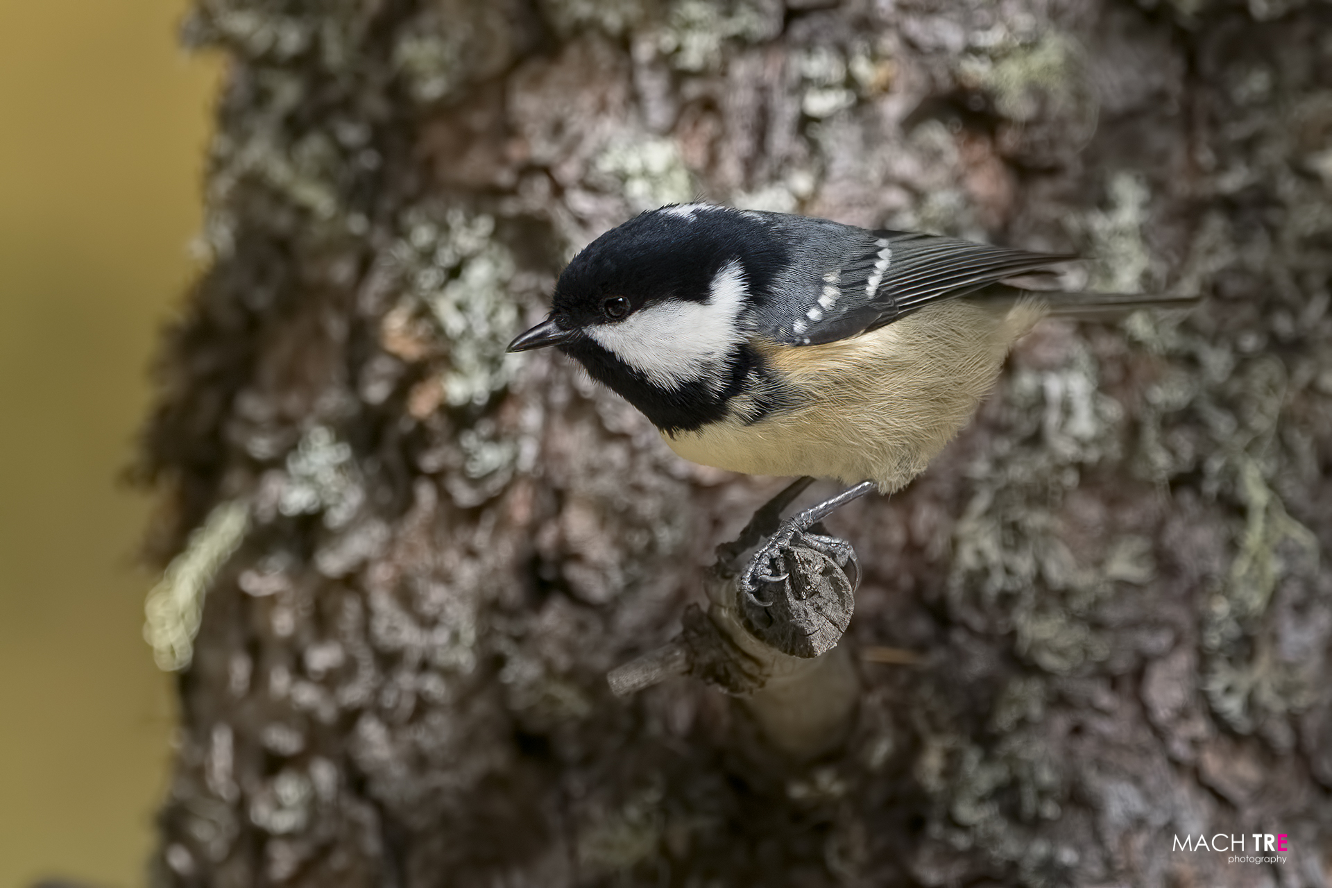Cincia mora department (Periparus ater)