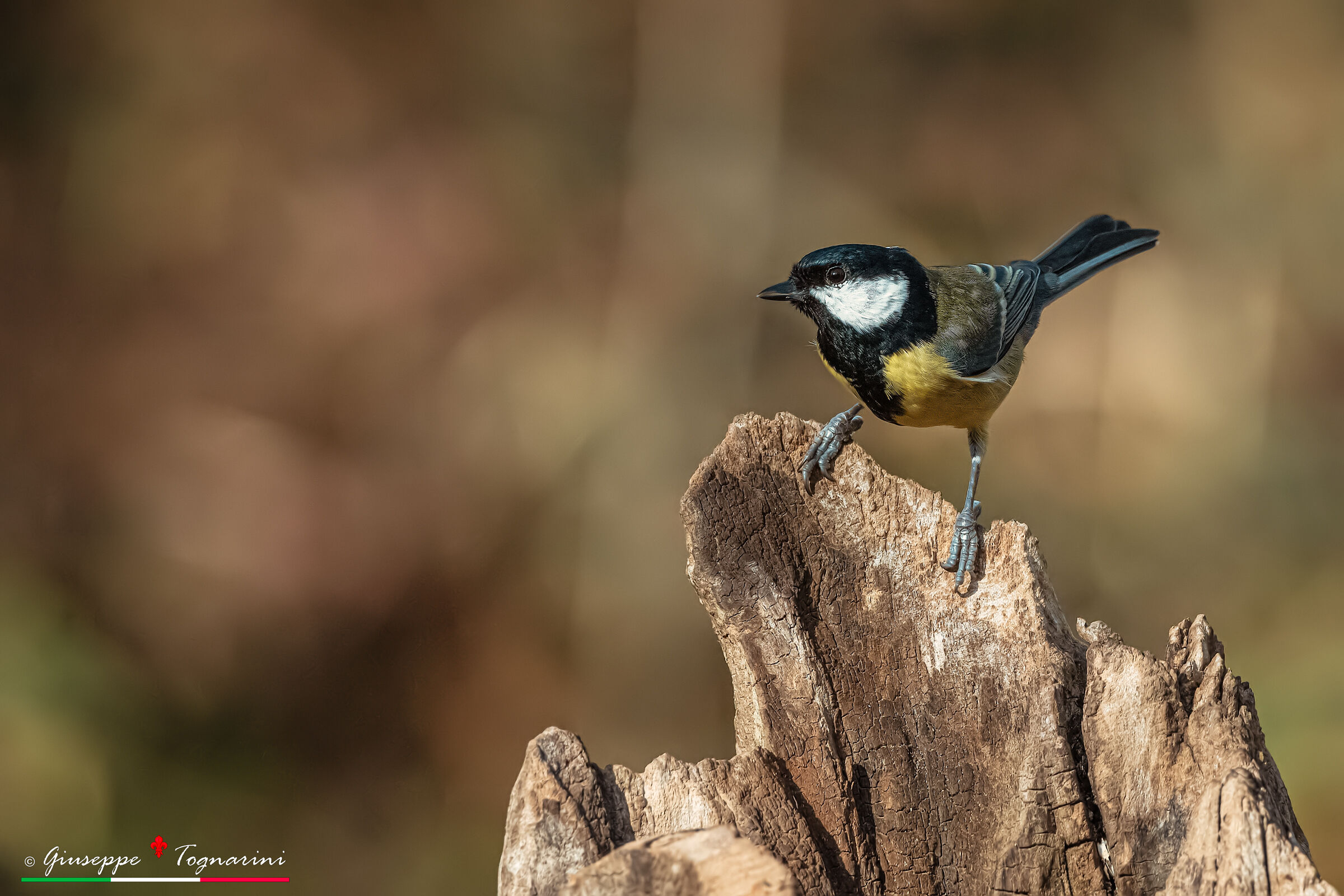 La cinciallegra al sole