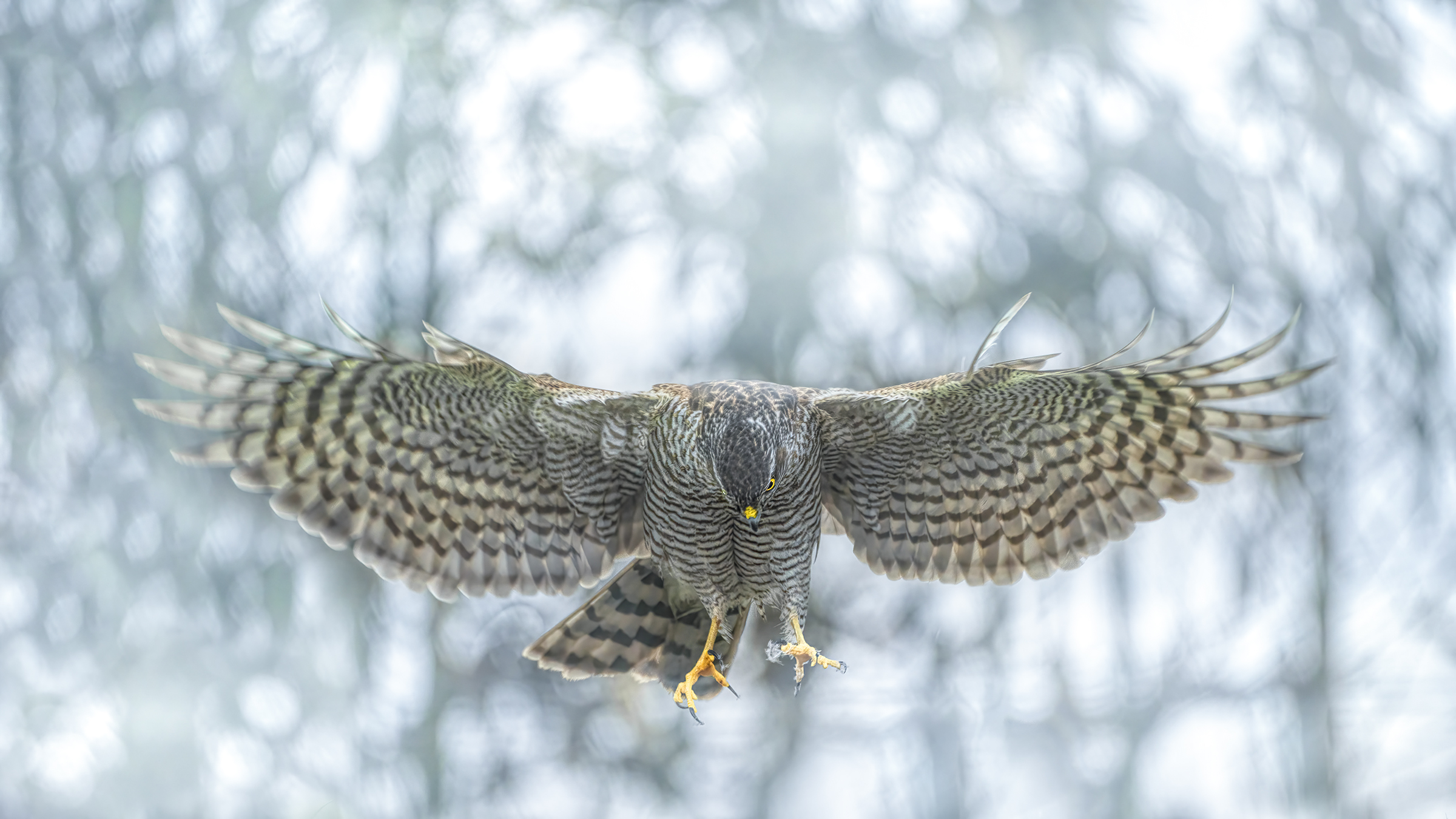 atterraggio dello sparviere