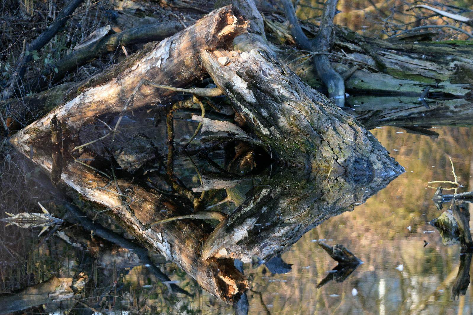 Riflesso nello stagno