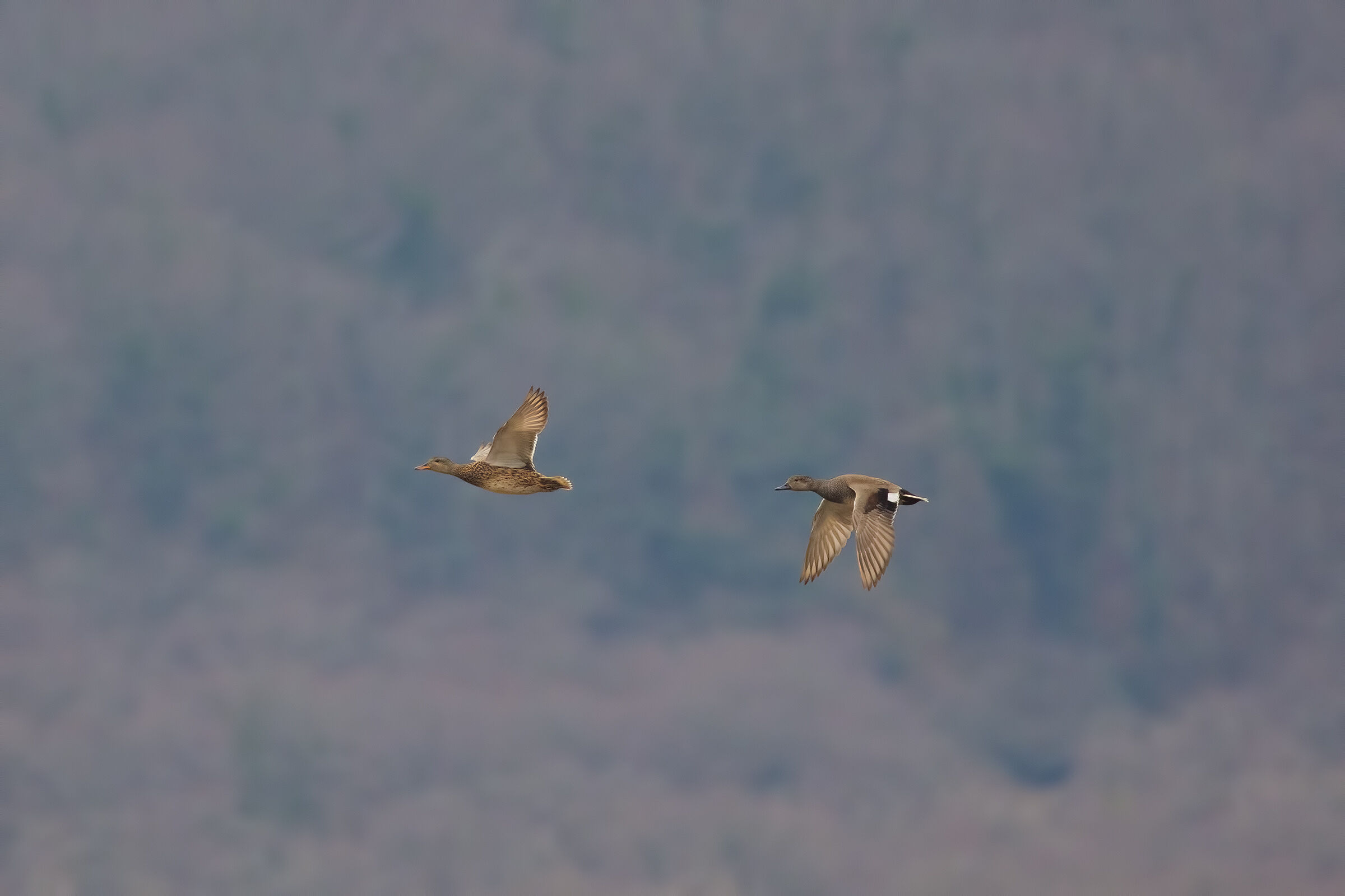 Coppia inusuale in Fuga