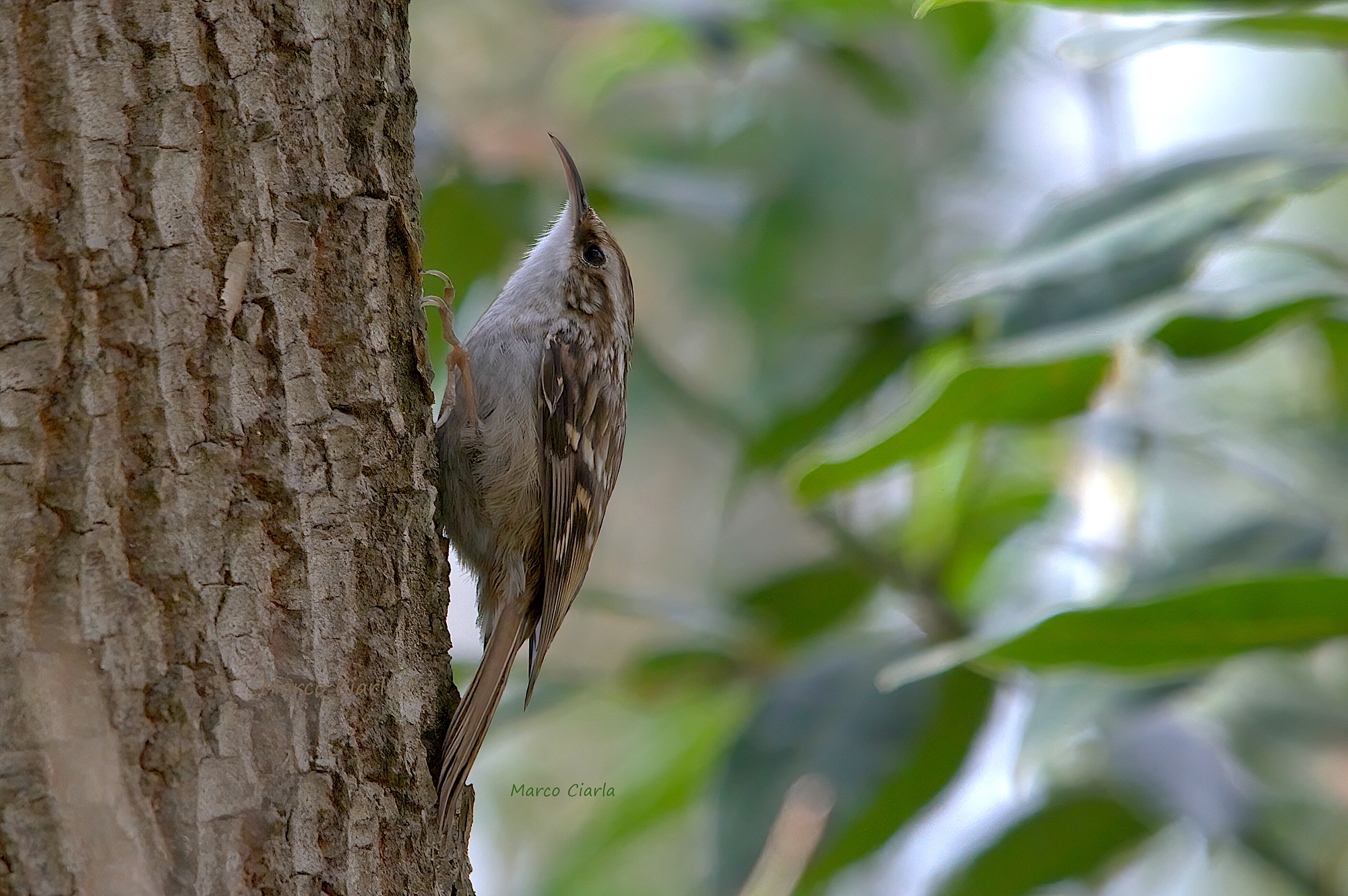 Rampichino (Certhia brachydactyla)