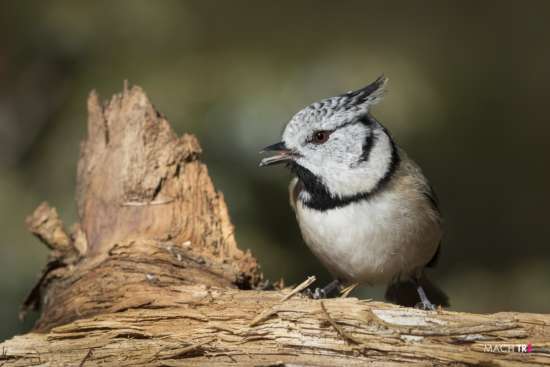 Cincia dal ciuffo (Lophophanes cristatus)