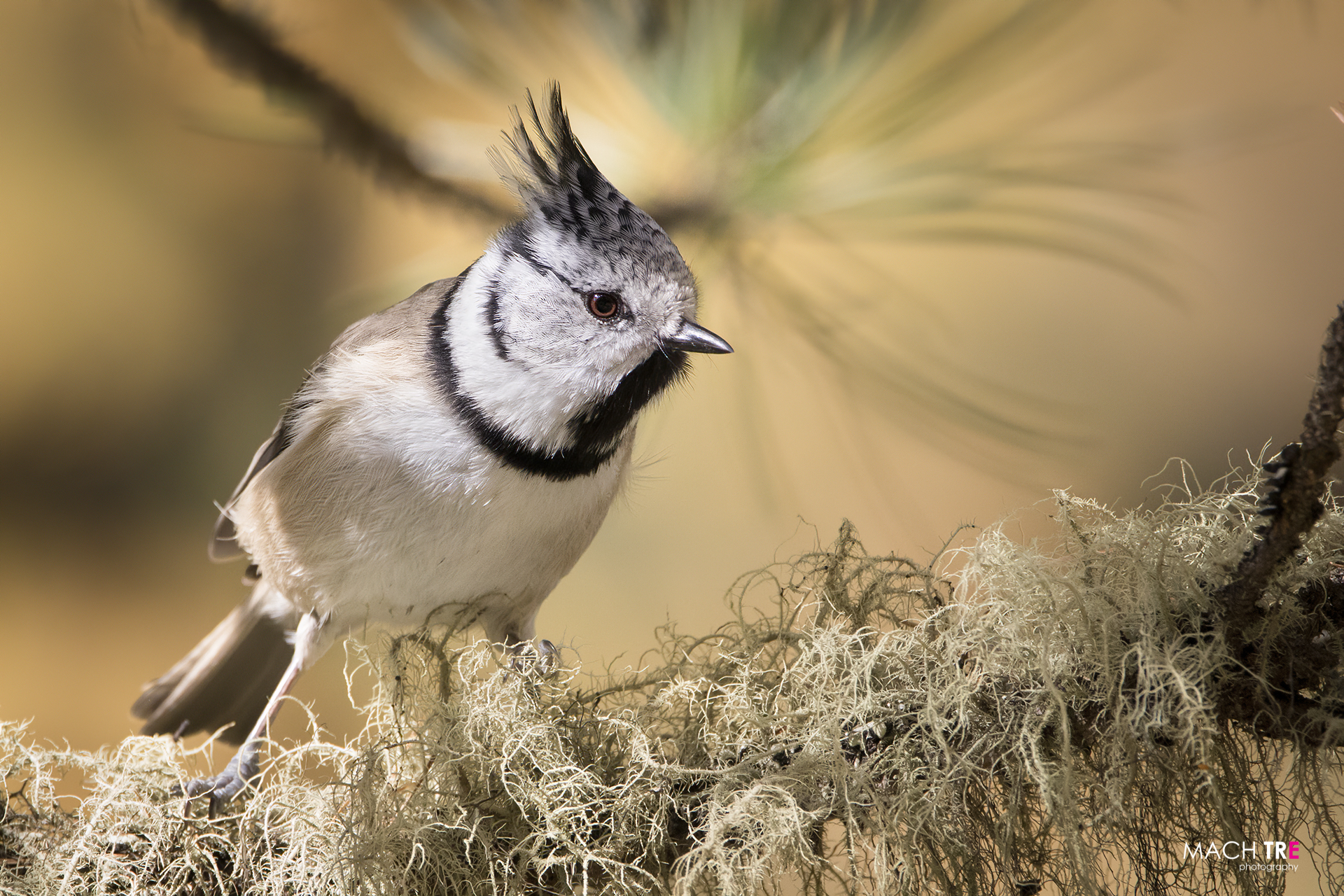 Tufted Cincia (Lophophanes cristatus)