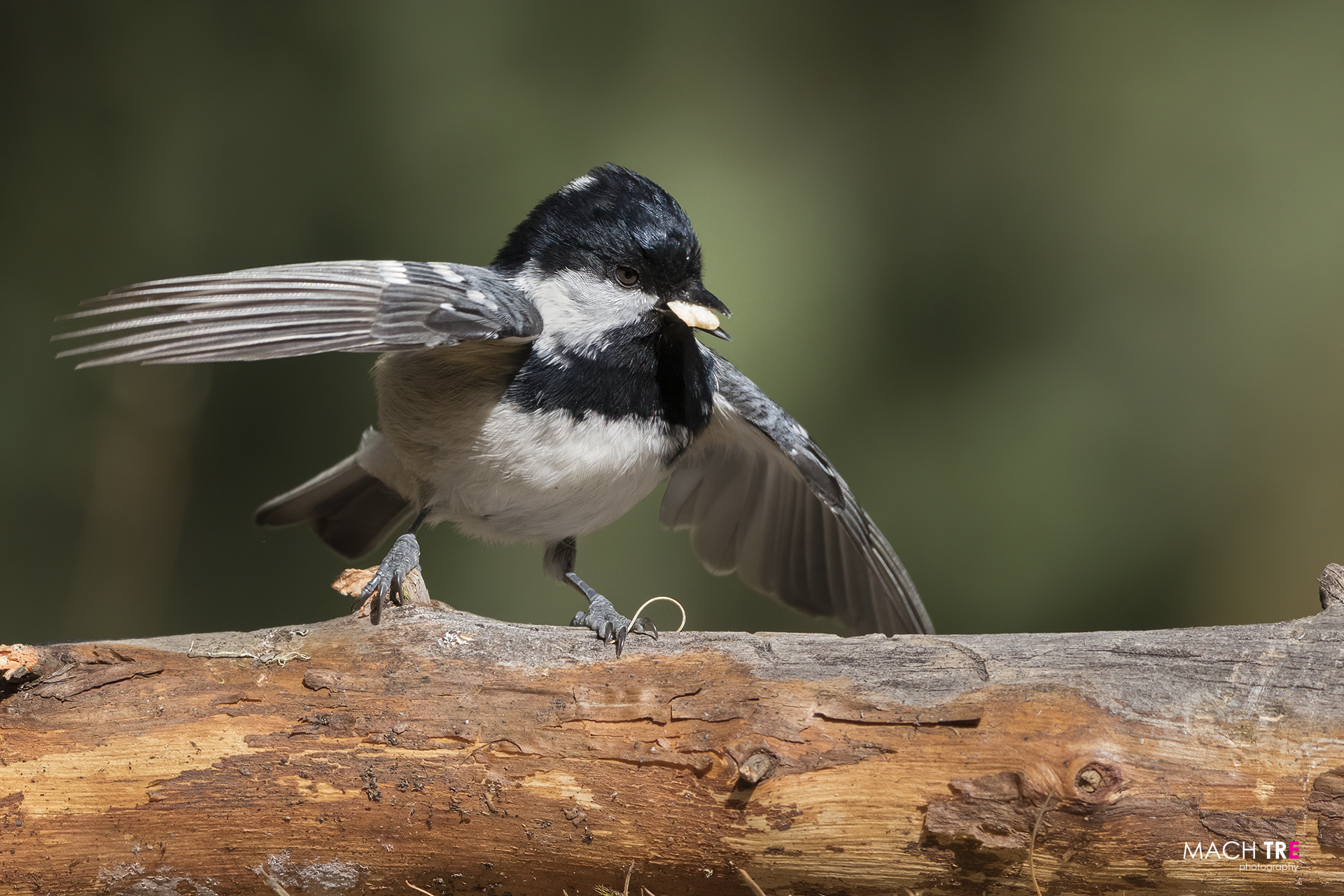 Cincia mora department (Periparus ater)